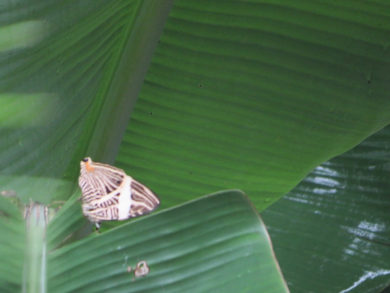 Borboleta-Zebra (Colobura dirce), insetos, fotografado em Maresias, São Sebastião