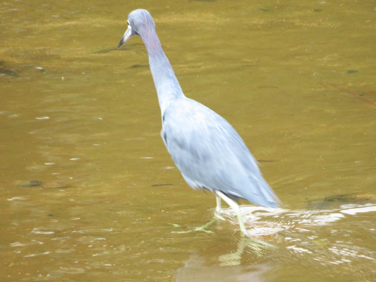 Garça-azul (Egretta caerulea), aves, fotografado em São Sebastião