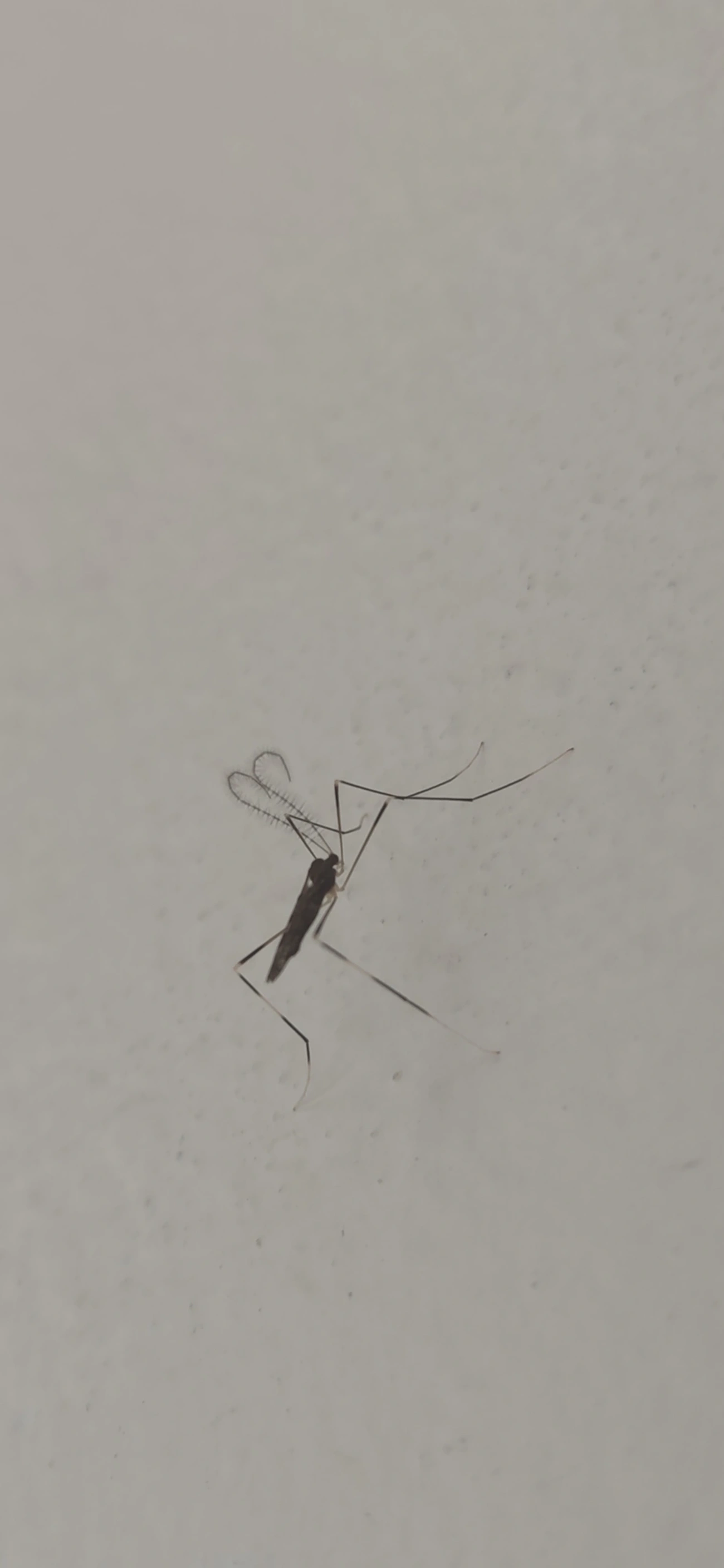Polymera microstictula, insetos, fotografado em Maresias, São Sebastião