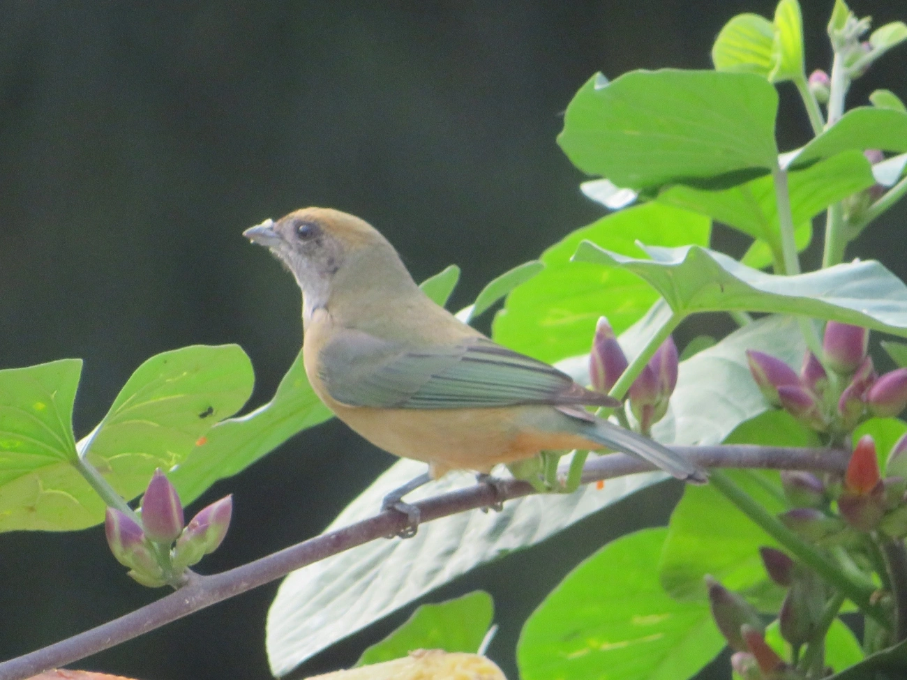 Saíra-amarela (Stilpnia cayana), aves, fotografado em Maresias, São Sebastião