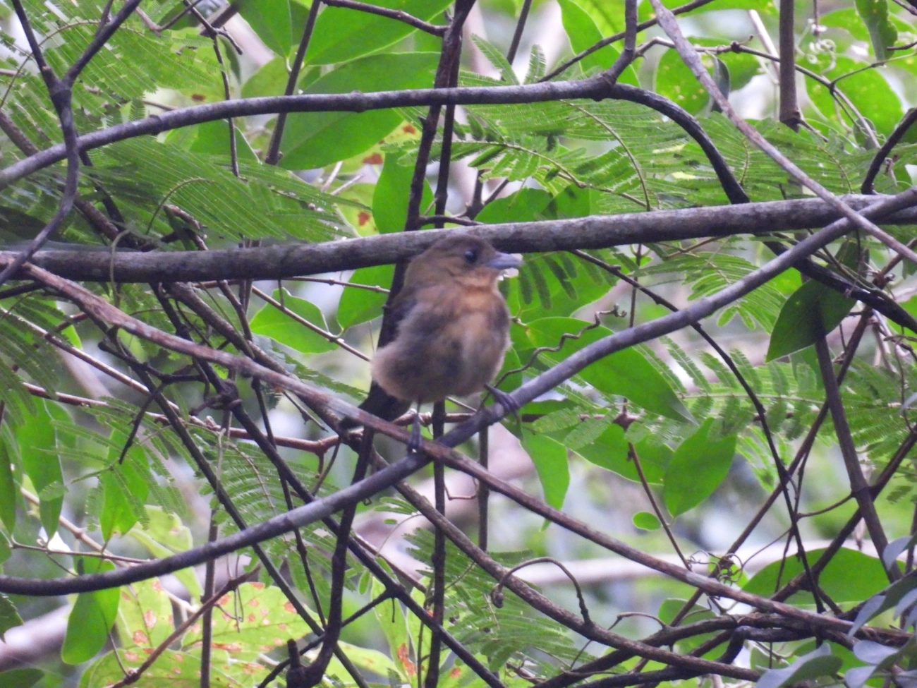 Tiê-de-topete (Trichothraupis melanops), aves, fotografado em Bom Fim do Bom Jesus, Cabreúva