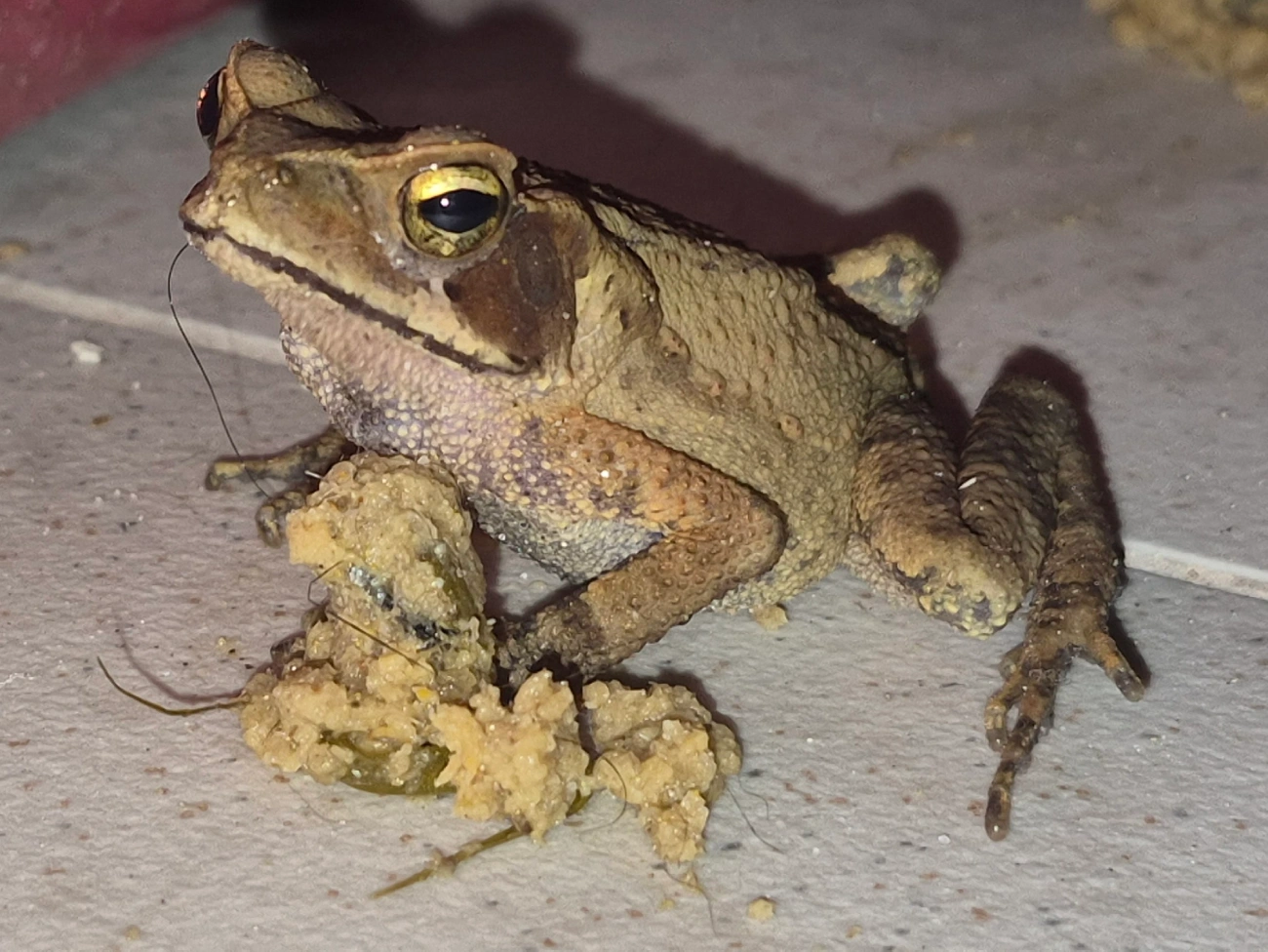 Sapo-de-floresta (Rhinella ornata), anfíbios, fotografado em Maresias, São Sebastião