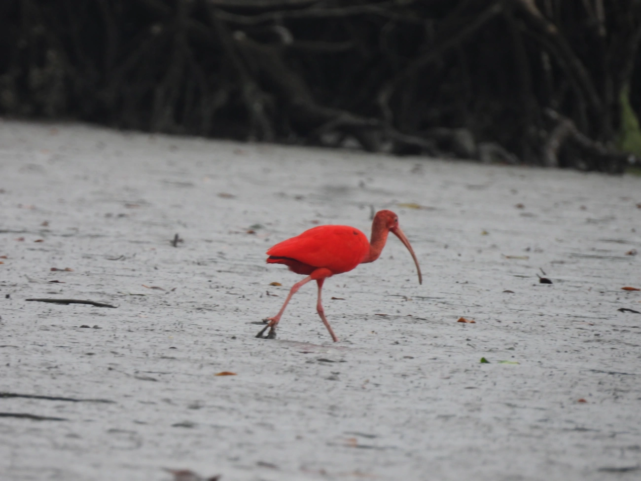 Guará (Eudocimus ruber), aves, fotografado em Cananéia
