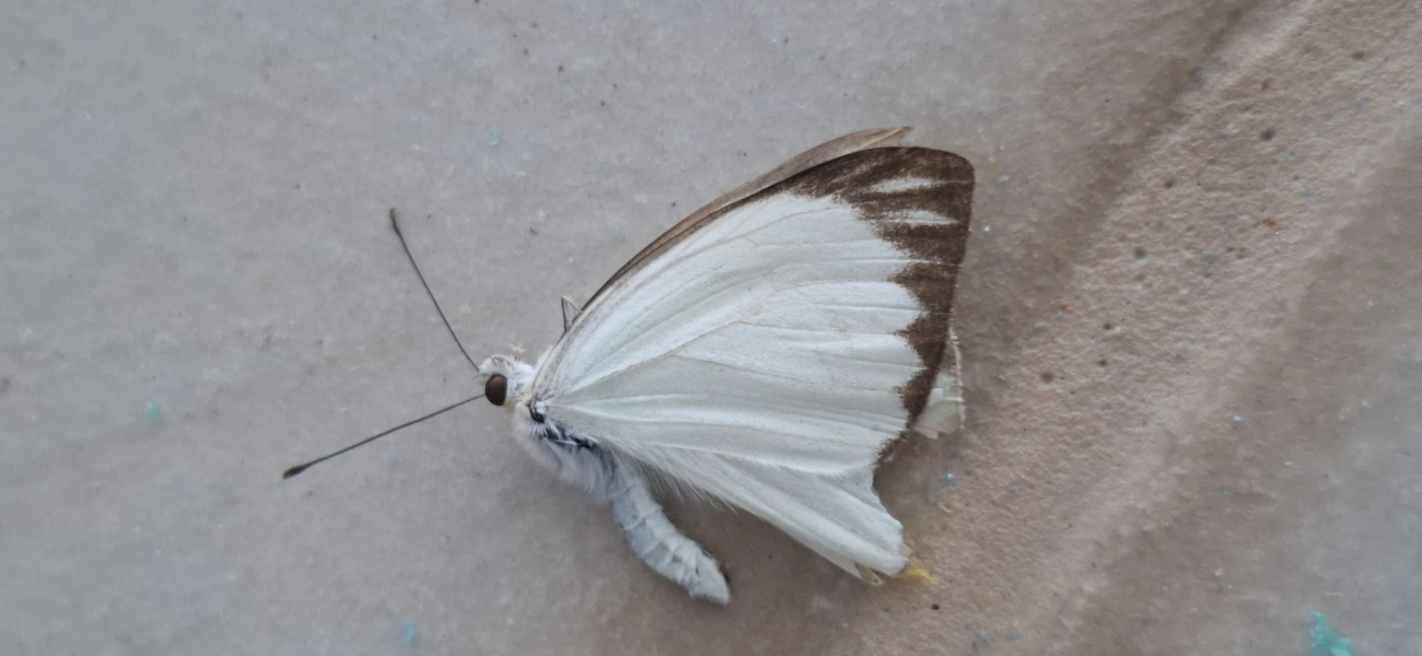 Borboleta-da-couve (Ascia monuste), insetos, fotografado em Amparo