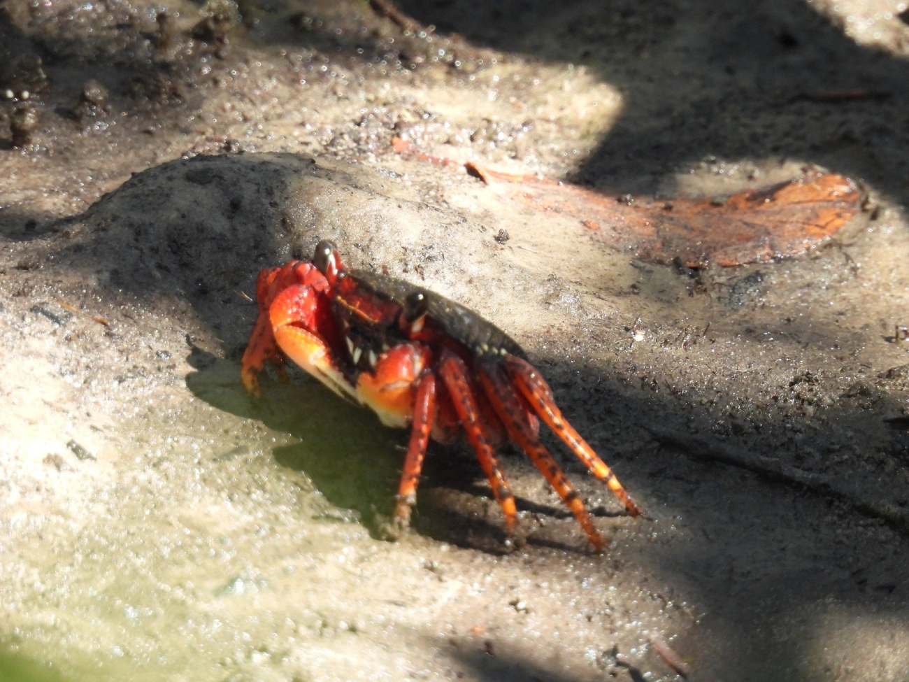 Aratu-vermelho (Goniopsis cruentata), crustáceos, fotografado em Cananéia