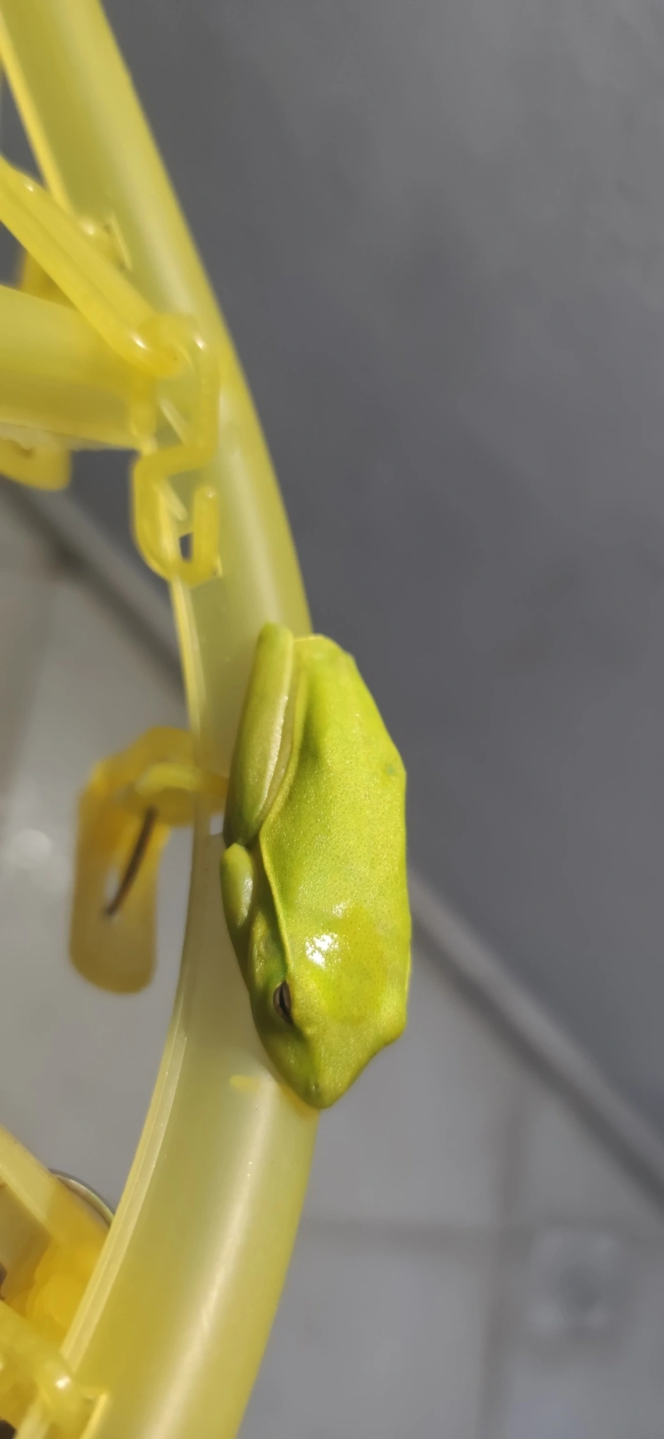 Perereca-araponga (Boana albomarginata), anfíbios, fotografado em Maresias, São Sebastião