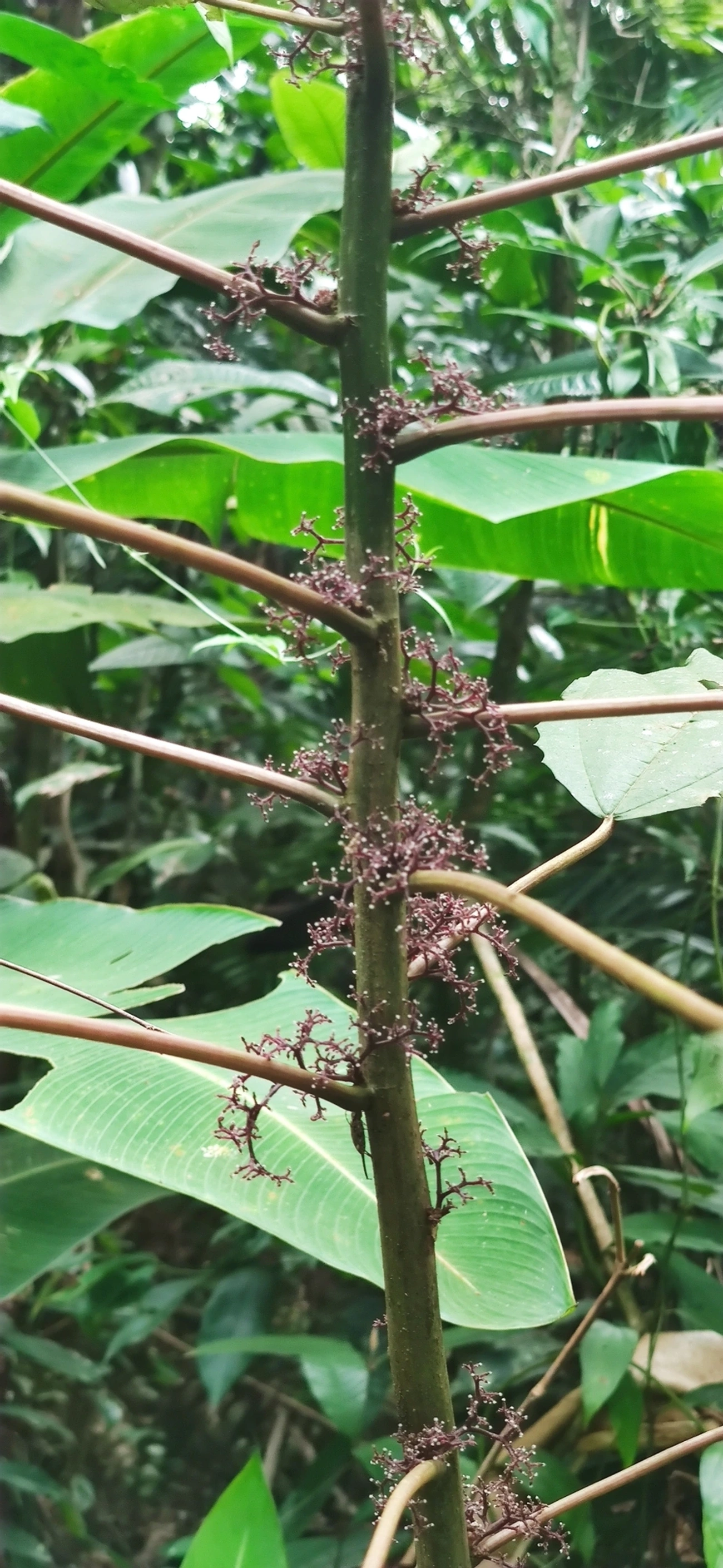 Urtigão (Urera nitida), plantas, fotografado em Maresias, São Sebastião