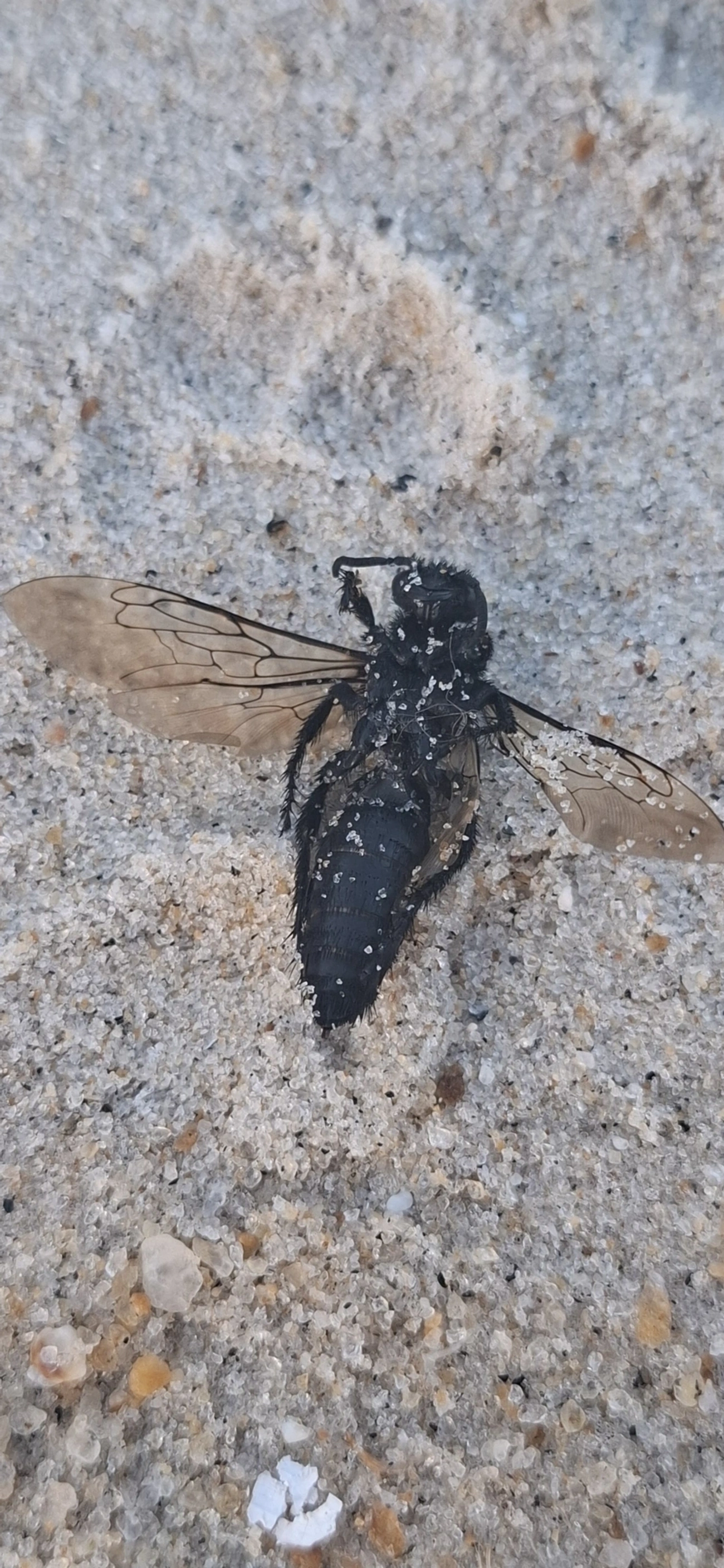 Scoliidae, insetos, fotografado em São Sebastião