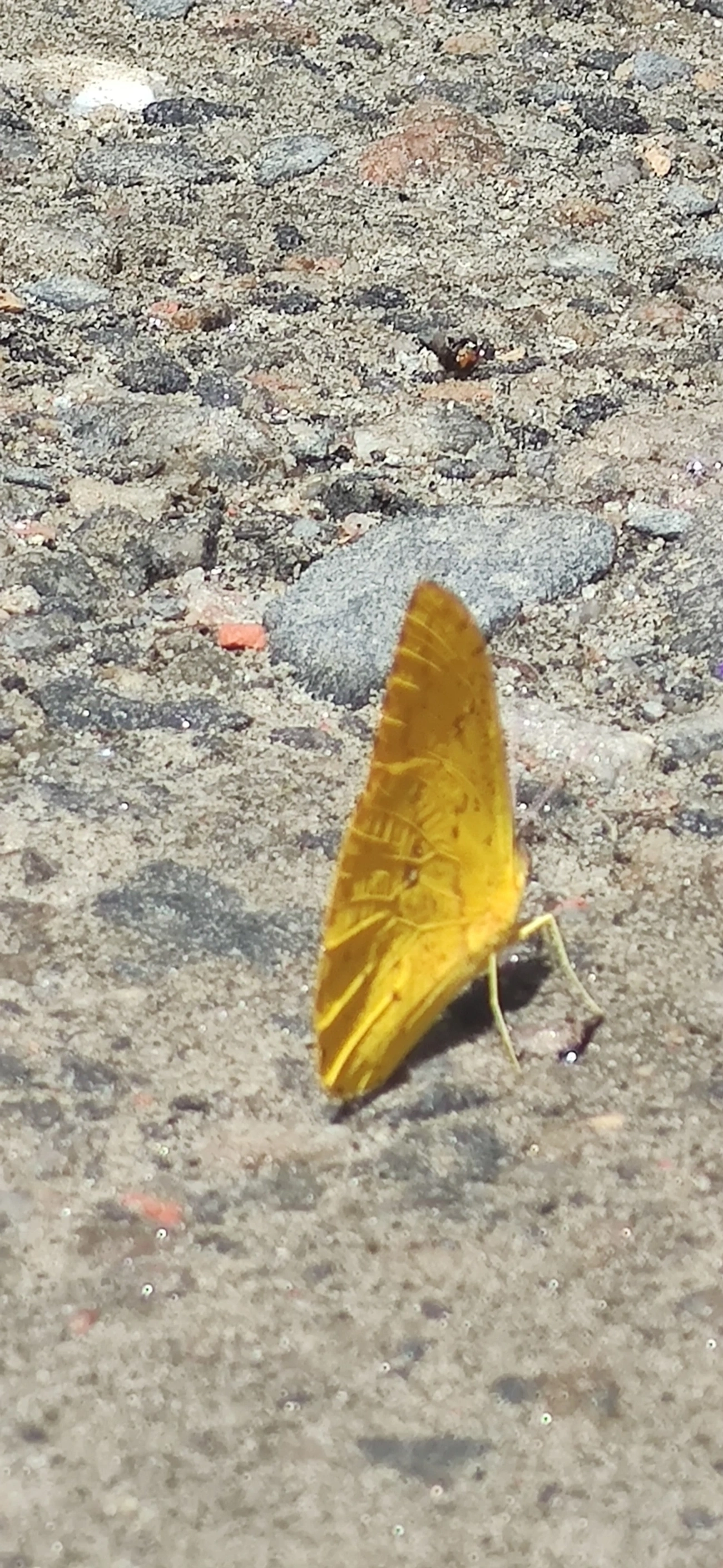 Borboleta-amarela (Phoebis argante), insetos, fotografado em Maresias, São Sebastião