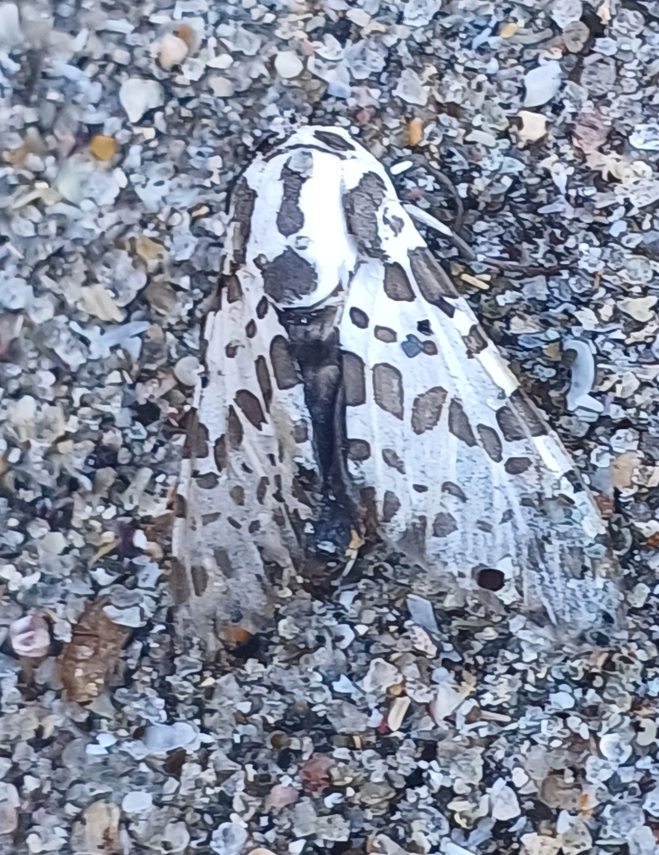 Mosca-taquinídea (Oxyptera brasiliensis), insetos, fotografado em Maresias, São Sebastião