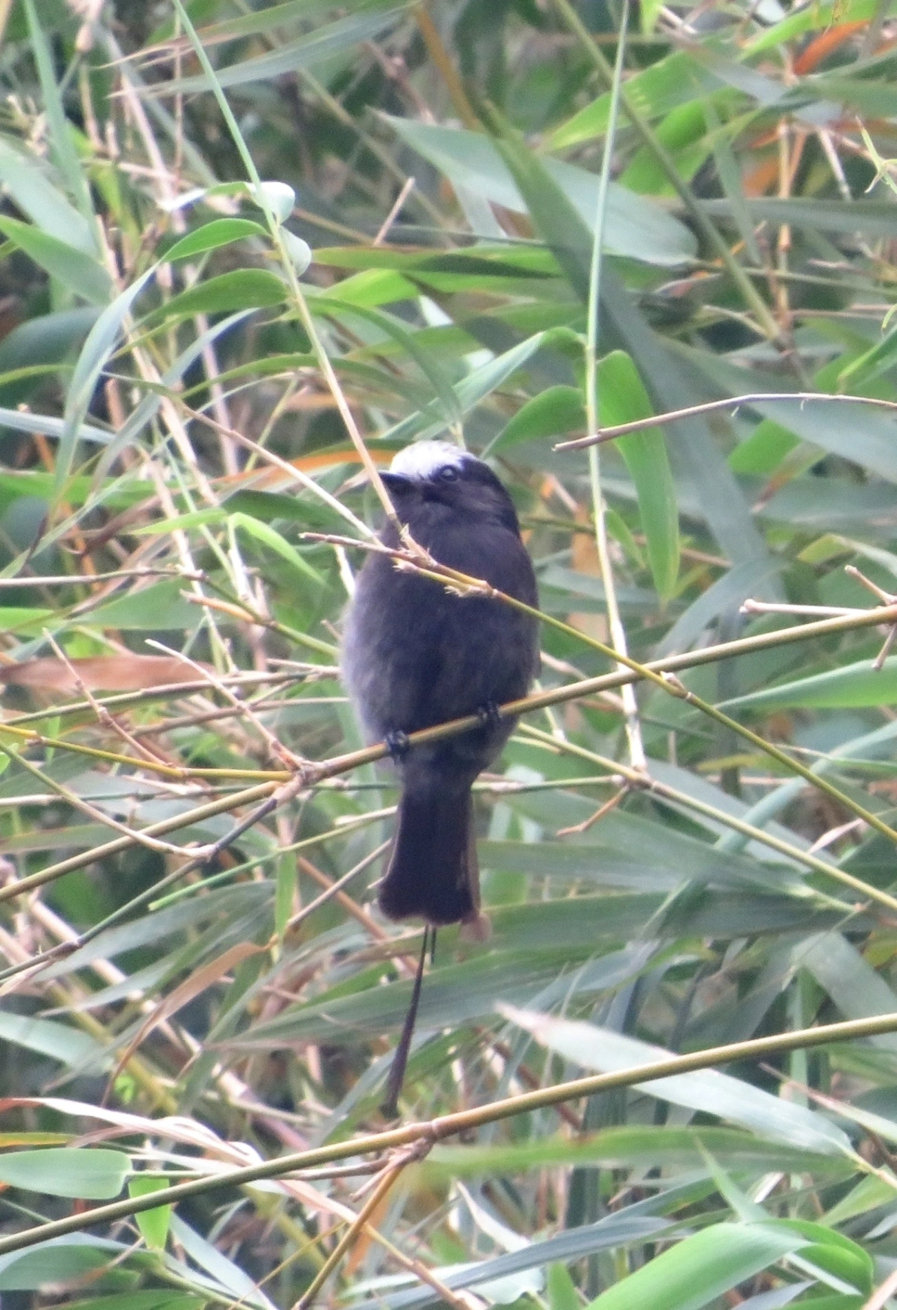 Viuvinha (Colonia colonus), aves, fotografado em Maresias, São Sebastião