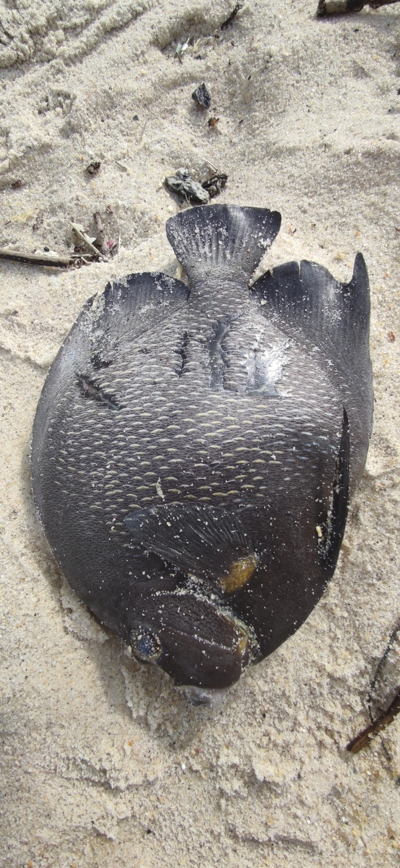 Frade (Pomacanthus paru), peixes, fotografado em Maresias, São Sebastião