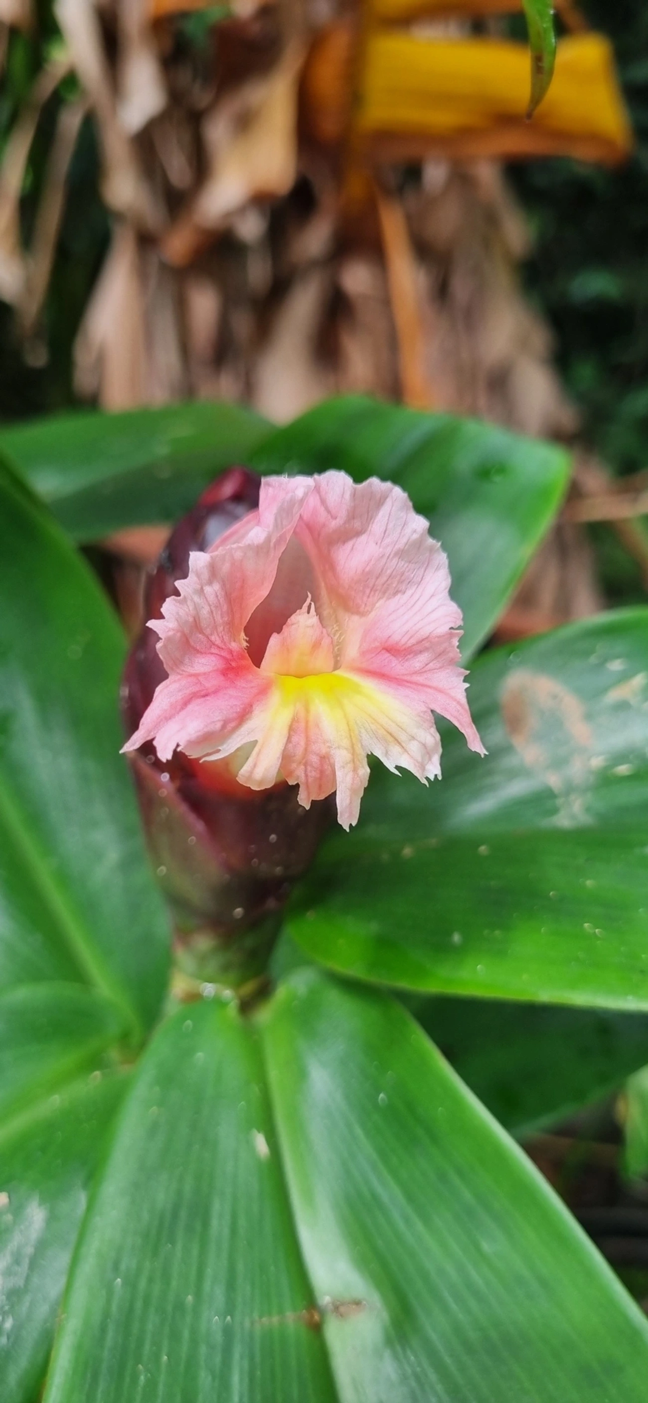 Cana-de-macaco (Costus atlanticus), plantas, fotografado em Maresias, São Sebastião