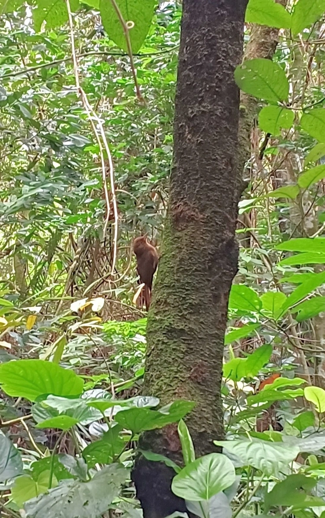 Arapaçu-liso (Dendrocincla turdina), aves, fotografado em Perequê, Ilhabela