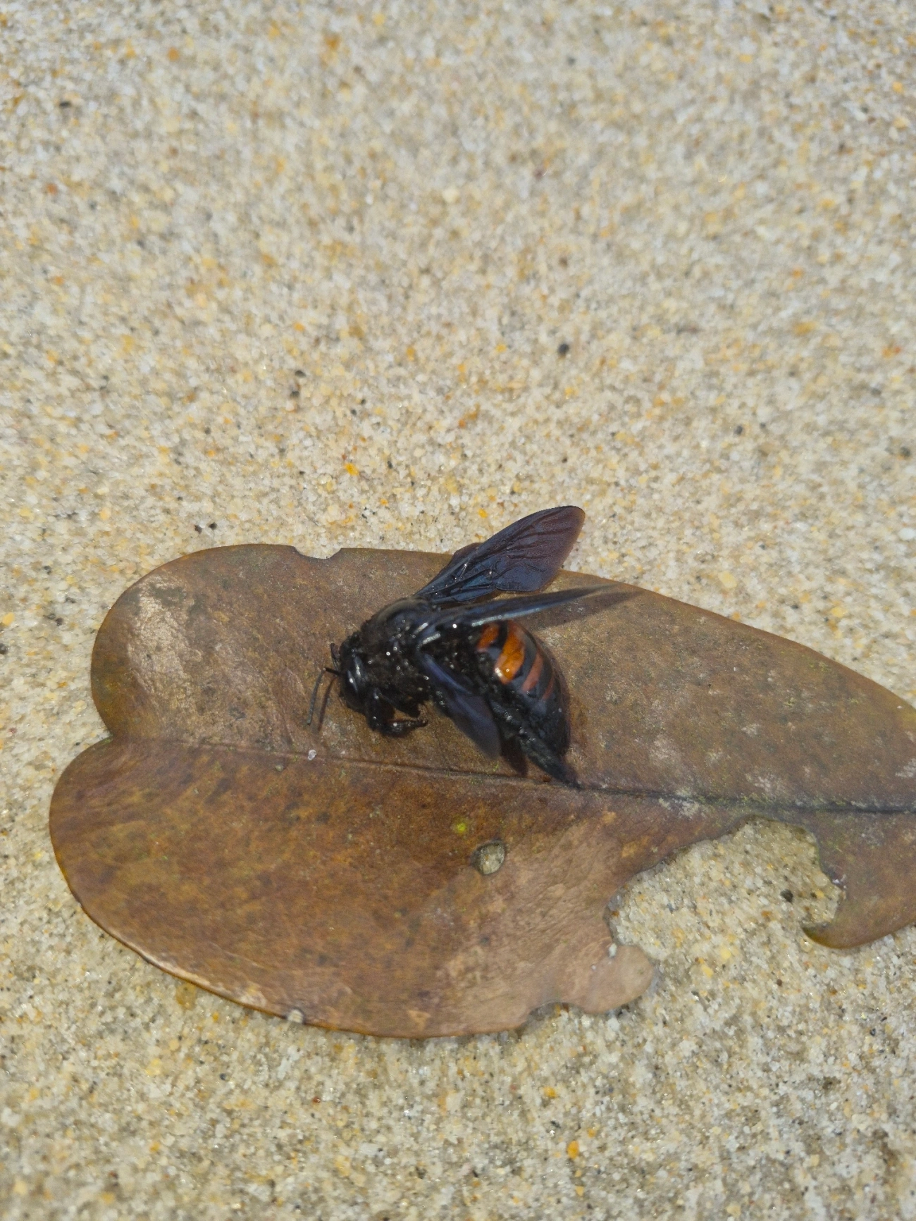 Mamangava-do-toco (Xylocopa frontalis), insetos, fotografado em Maresias, São Sebastião