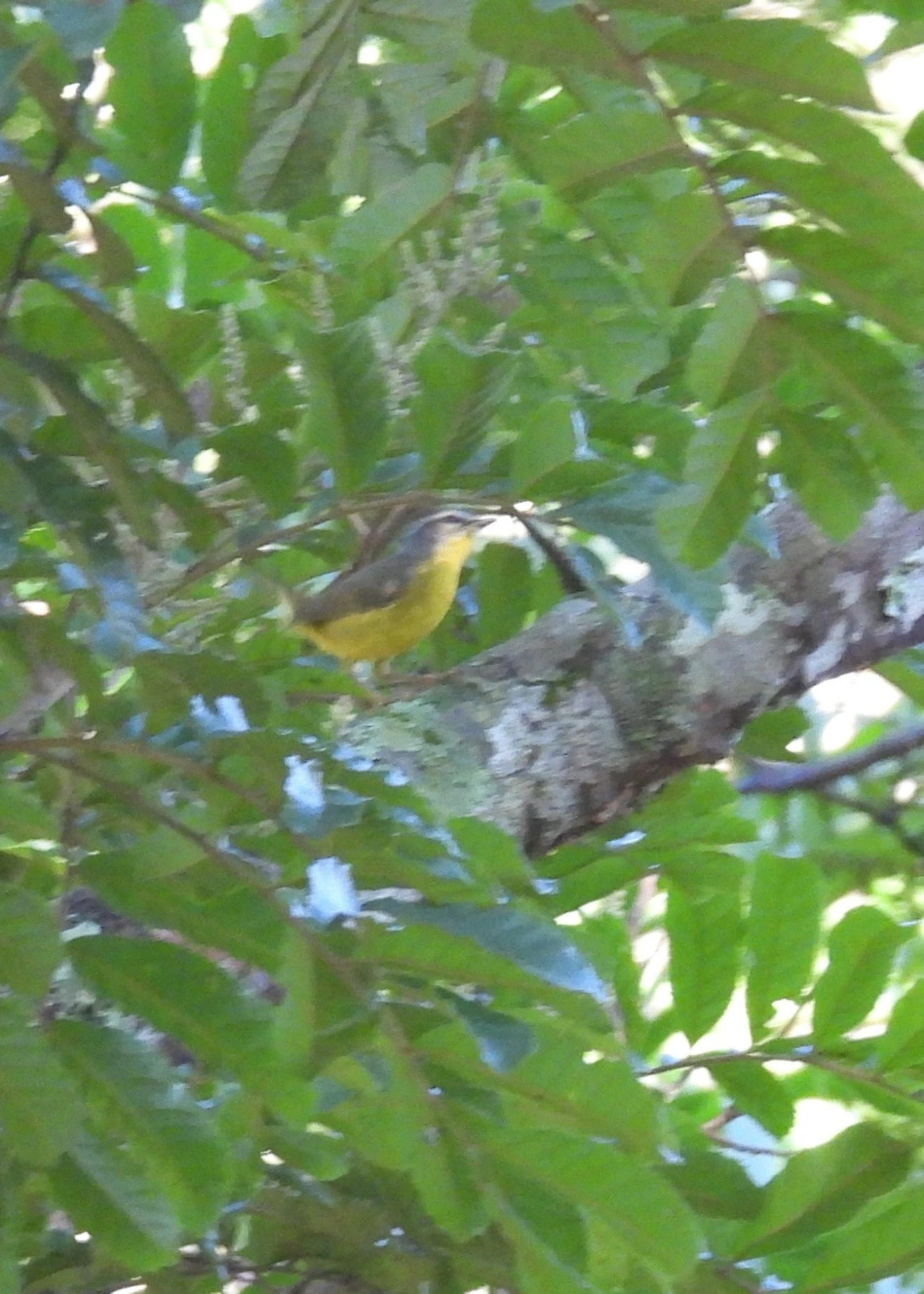 Pula-Pula (Basileuterus culicivorus), aves, fotografado em Queluz