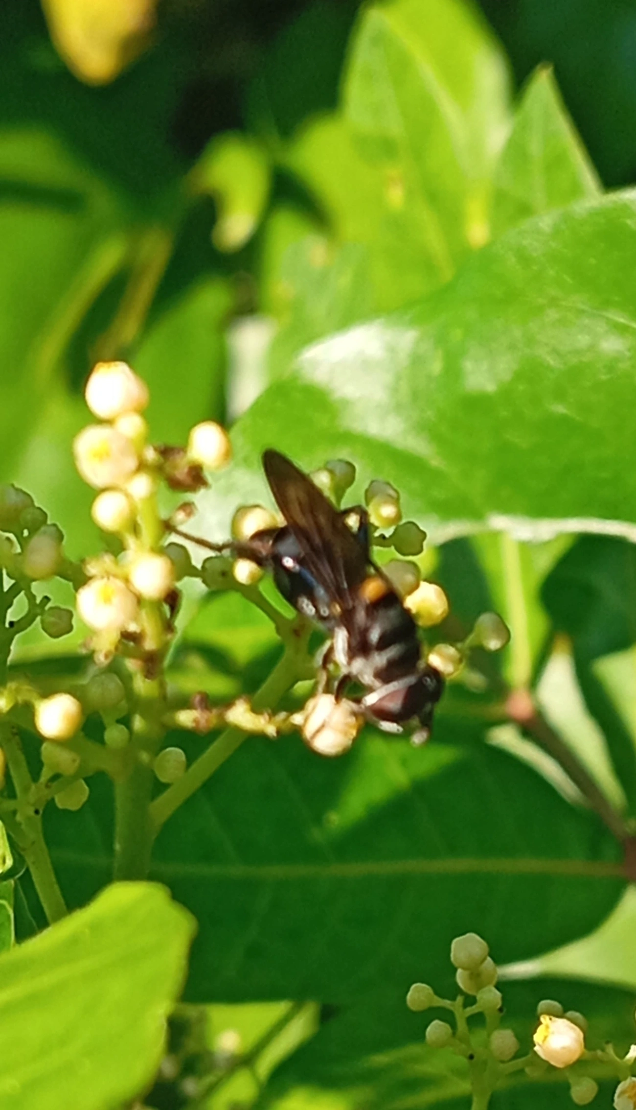 Palpada, insetos, fotografado em Maresias, São Sebastião