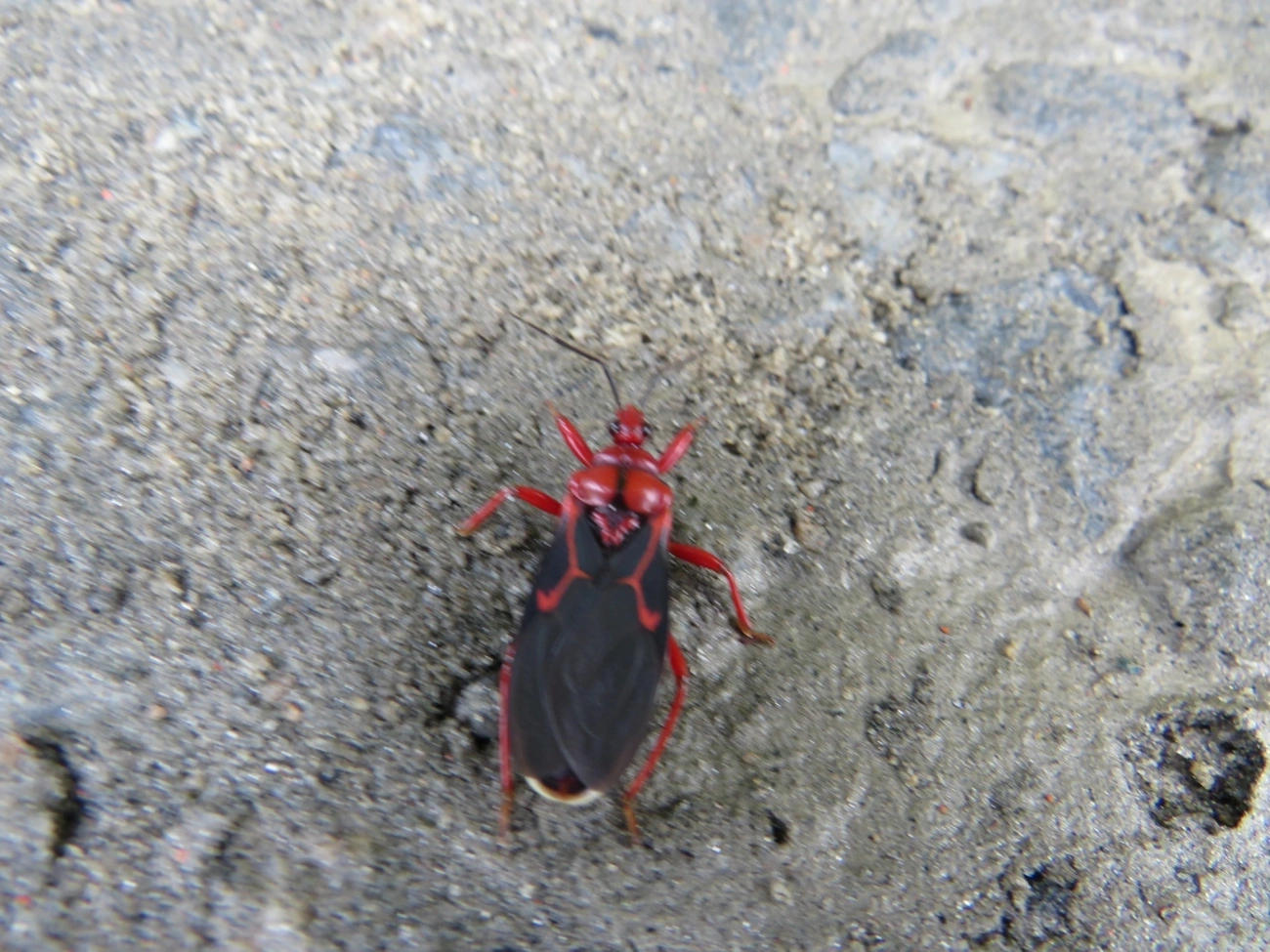 Ectrichodiini, insetos, fotografado em Maresias, São Sebastião