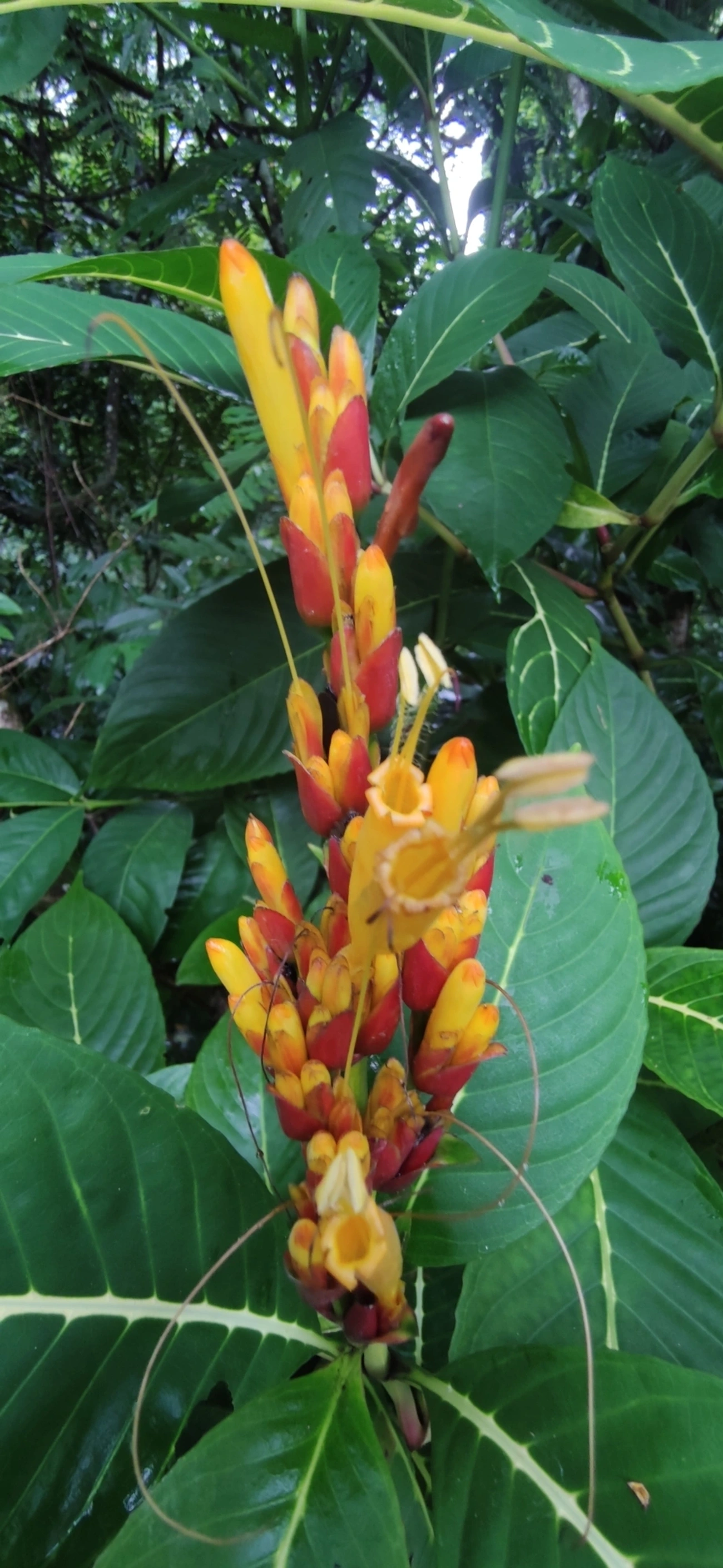 Sanchésia (Sanchezia parvibracteata), plantas, fotografado em Maresias, São Sebastião