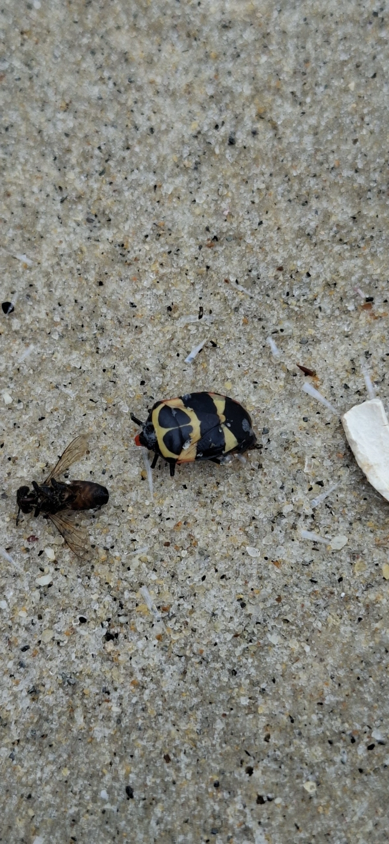 Arocera spectabilis, insetos, fotografado em Maresias, São Sebastião
