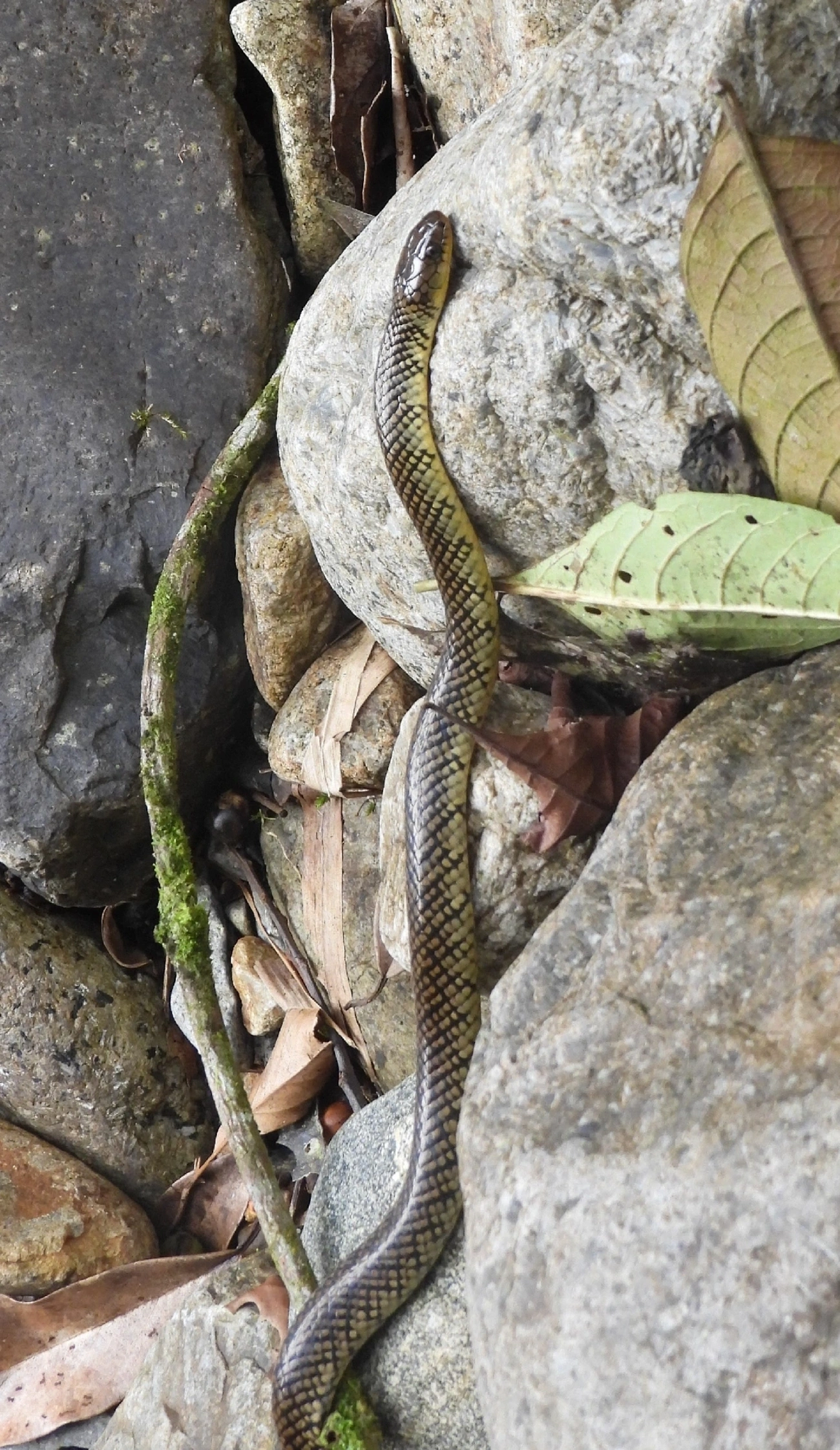 Cobra-d’água-comum (Erythrolamprus miliaris), répteis, fotografado em Serrinha do Alambari