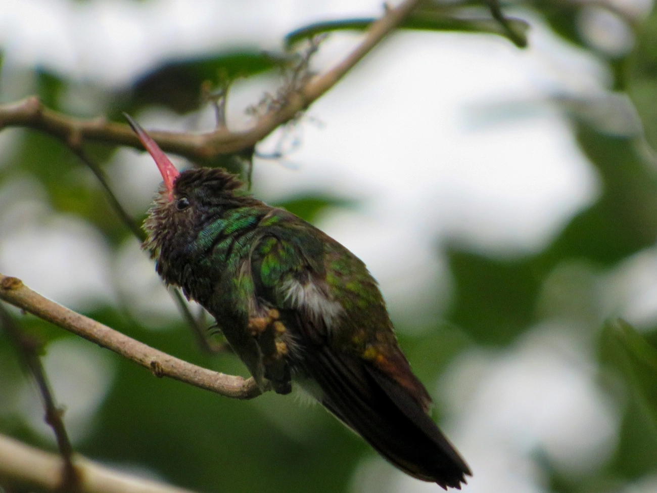 Beija-flor-roxo (Chlorestes cyanus), aves, fotografado em Maresias, São Sebastião