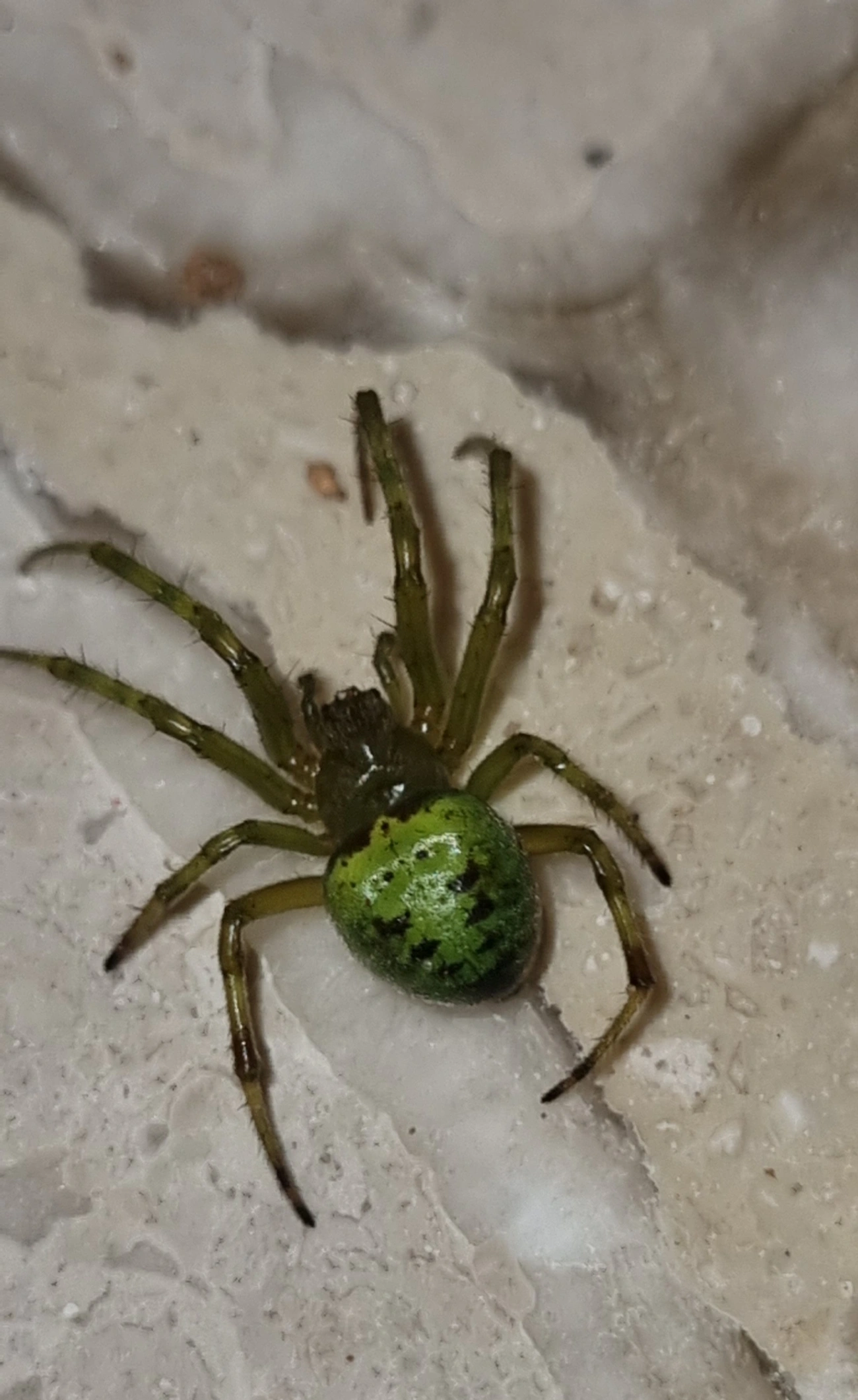 Aranhas orbitelares (Araneidae), aracnídeos, fotografado em Maresias, São Sebastião