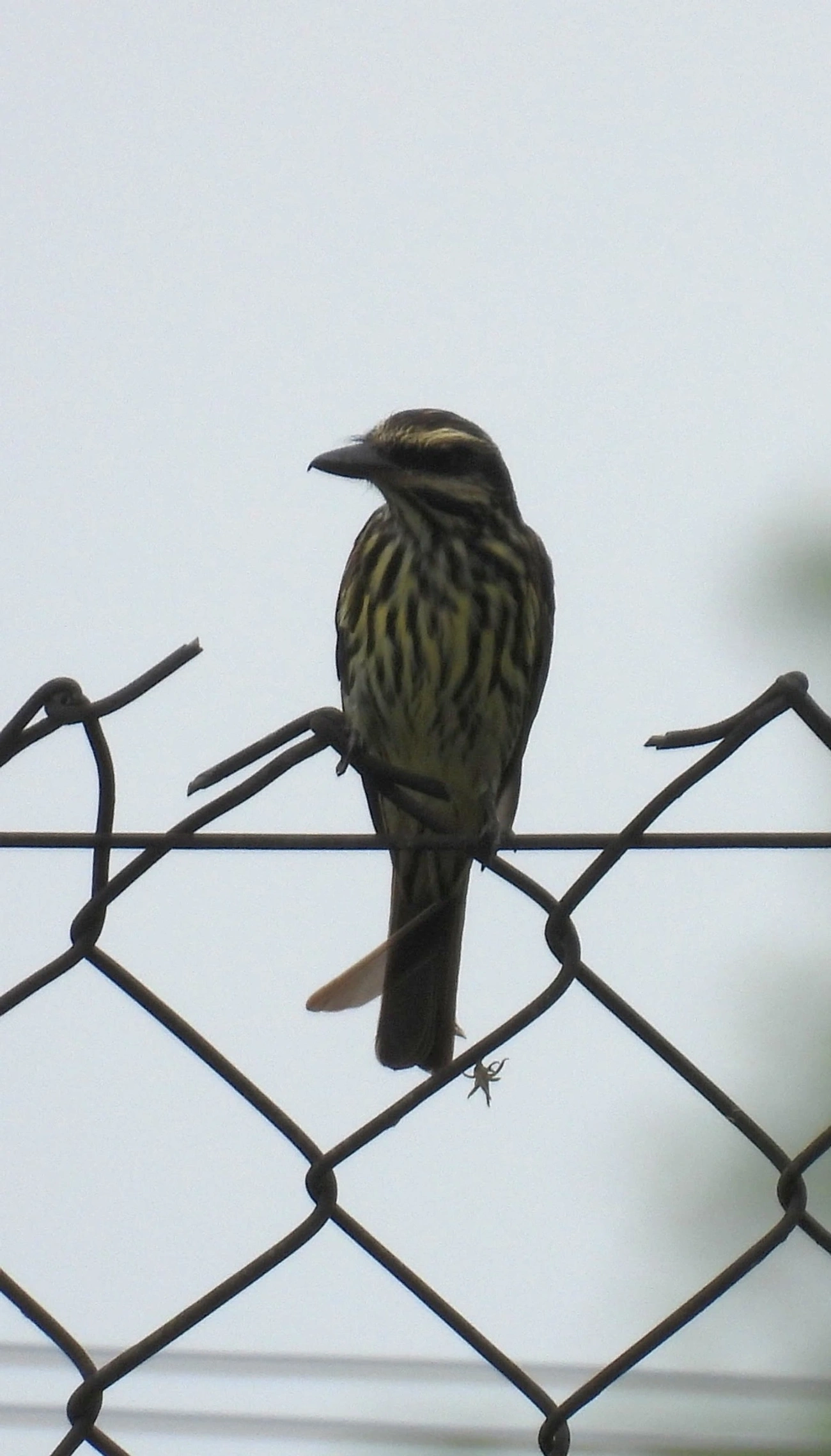Bem-te-vi-rajado (Myiodynastes maculatus), aves, fotografado em Itu