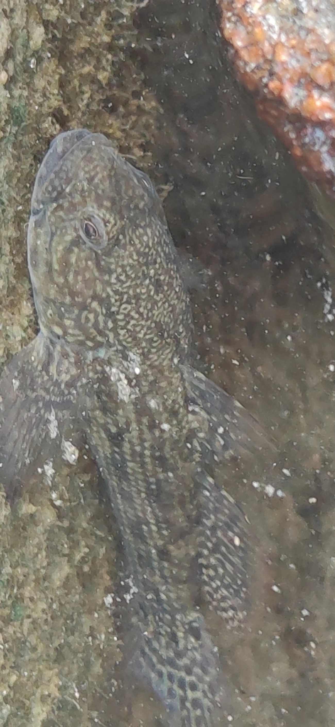 Bathygobius, peixes, fotografado em Maresias, São Sebastião