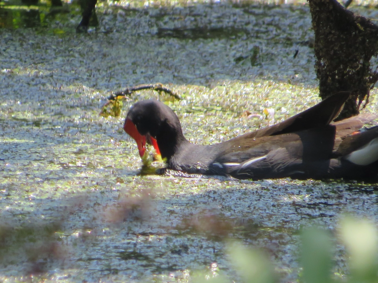 Frango-d'água-comum (Gallinula galeata), aves, fotografado em Maresias, São Sebastião