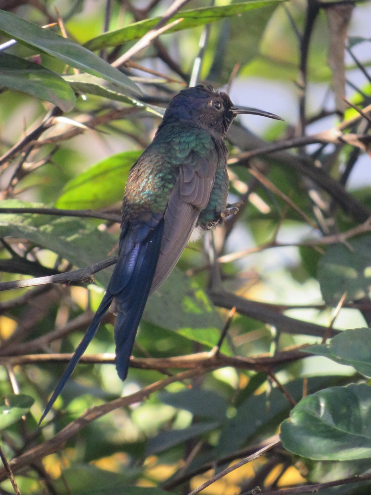 Beija-flor-tesoura (Eupetomena macroura), aves, fotografado em Indaiá, Caraguatatuba