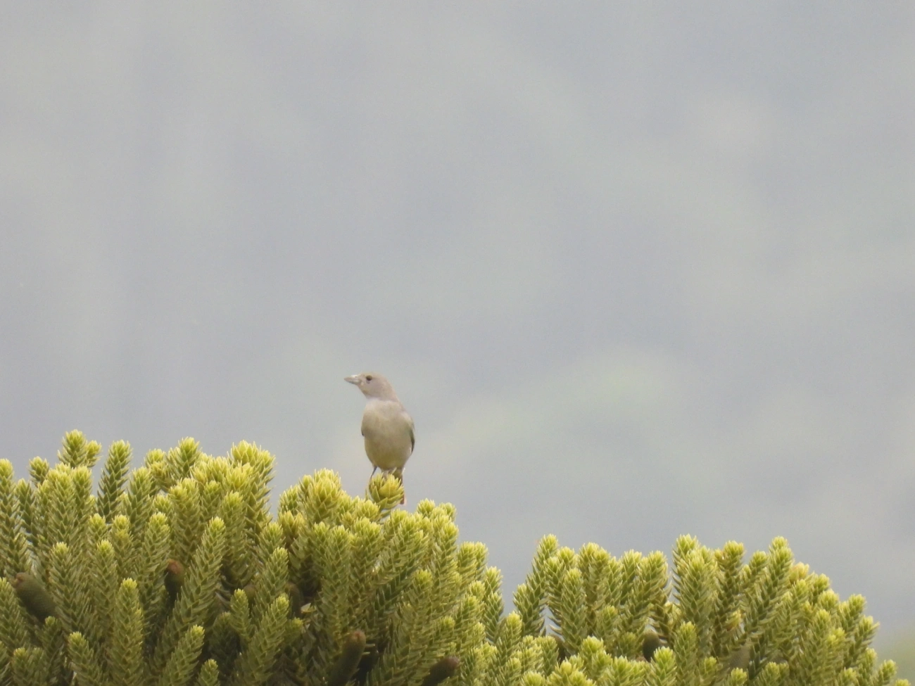 Sanhaço-cinzento (Thraupis sayaca), aves, fotografado em Rodovia BR 354, Itamonte