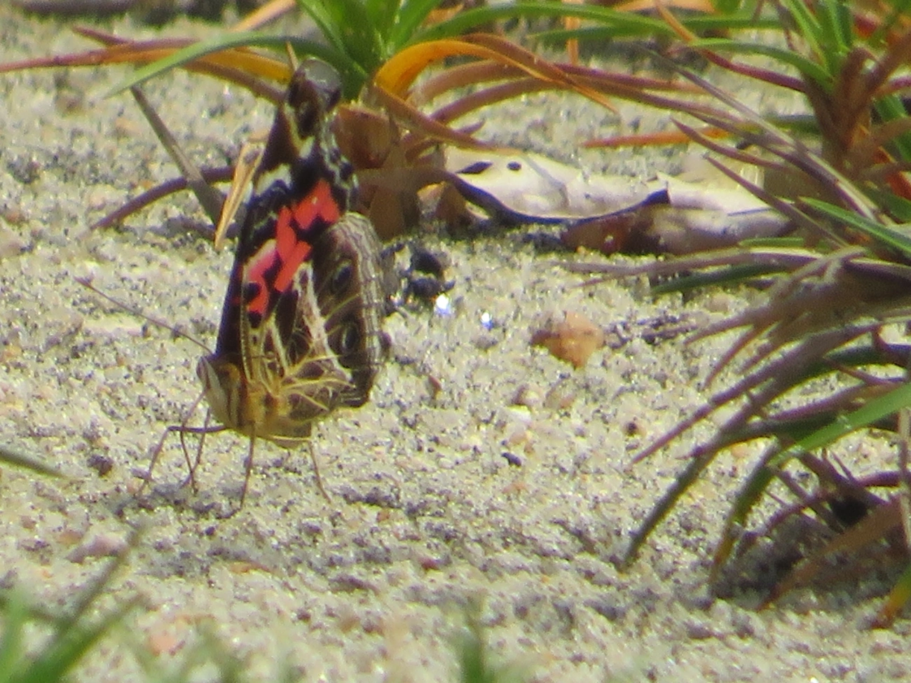 Dama-bandeada (Vanessa myrinna), insetos, fotografado em Mocóca