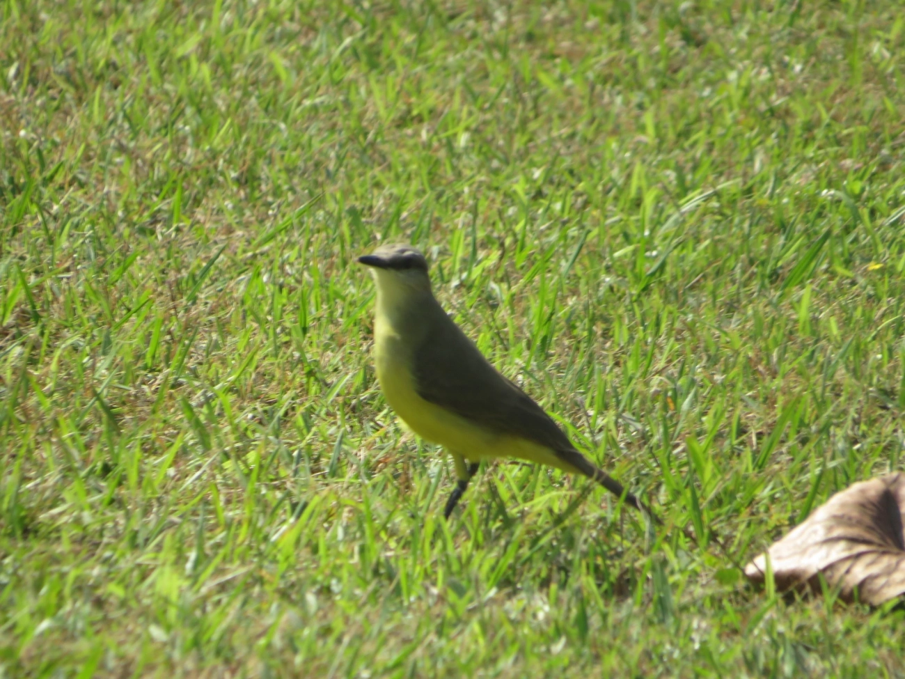 Suiriri-cavaleiro (Machetornis rixosa), aves, fotografado em Indaiá, Caraguatatuba