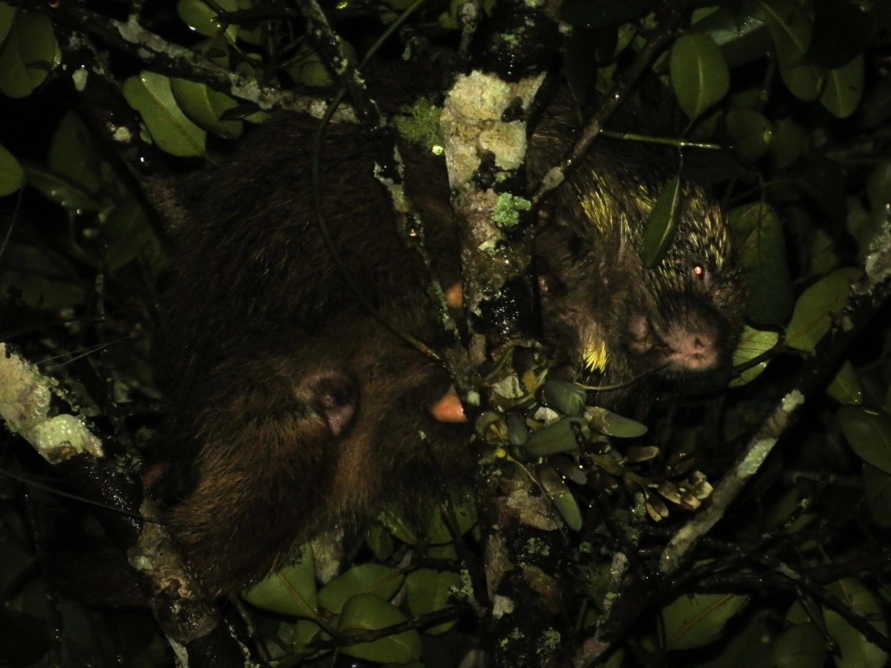 Coandu-alaranjado (Coendou spinosus), mamíferos, fotografado em Maresias, São Sebastião