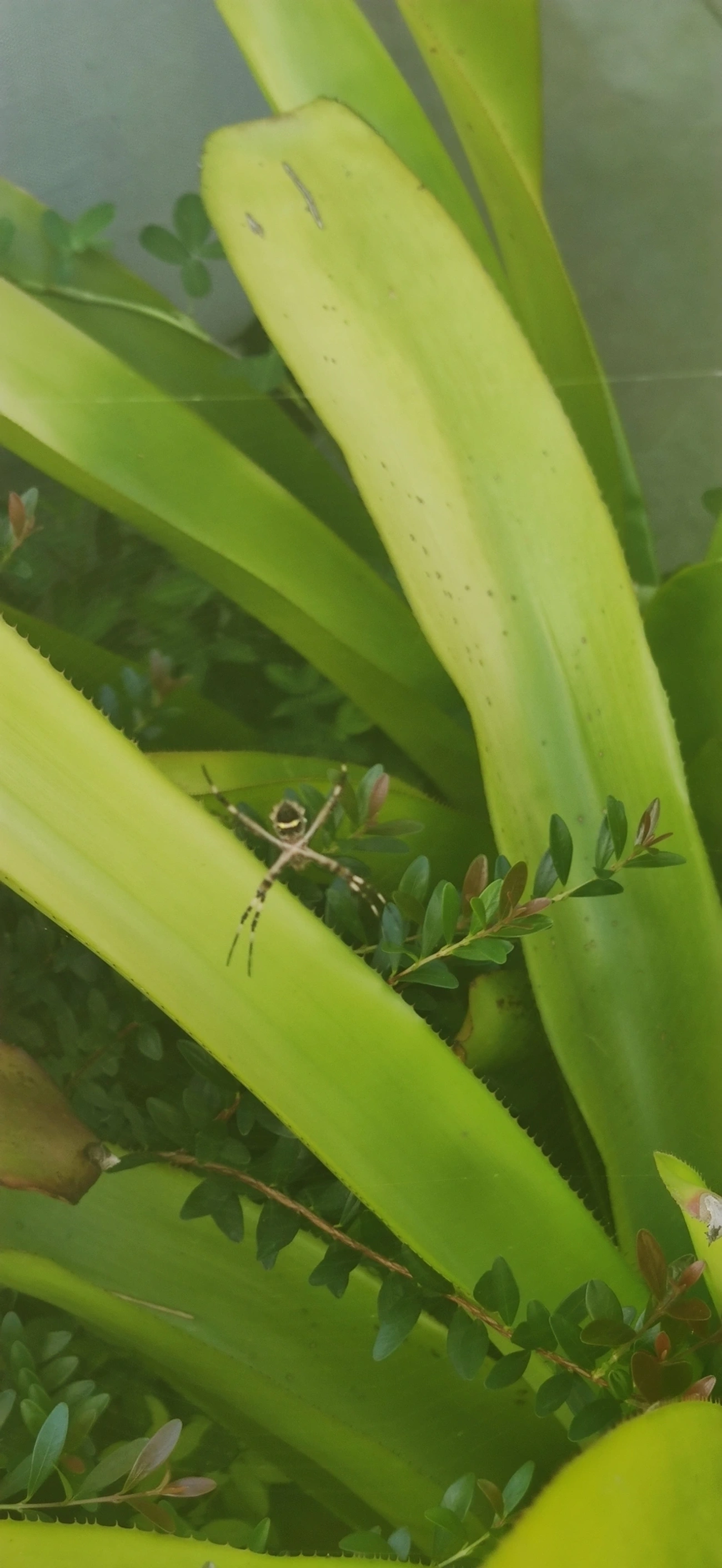 Aranha-de-prata (Argiope argentata), aracnídeos, fotografado em Vila Gomes Cardim, São Paulo