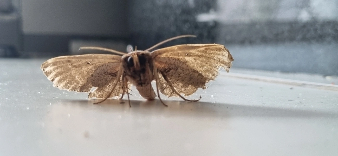Erebidae, insetos, fotografado em Maresias, São Sebastião