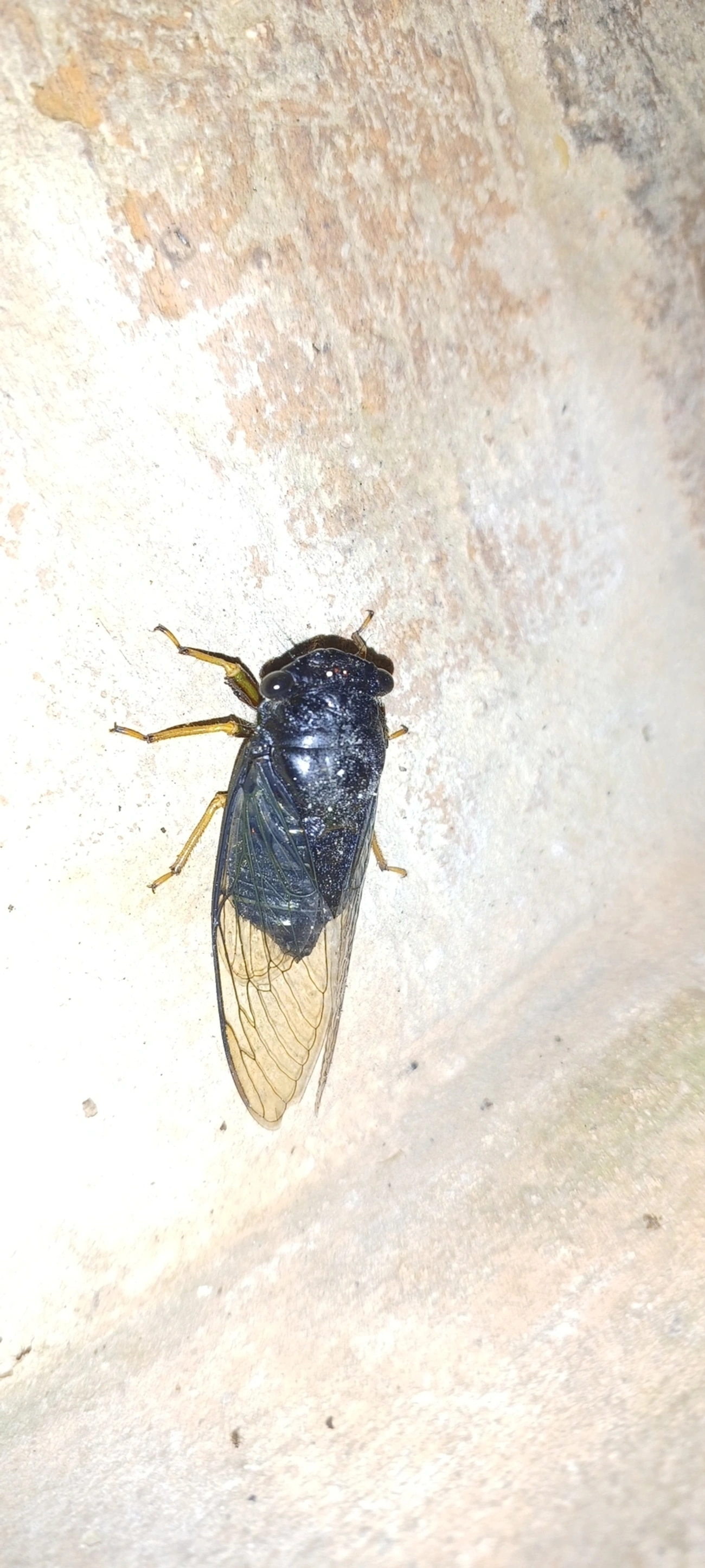 Cigarra (Fidicinoides opalina), insetos, fotografado em Cabreúva