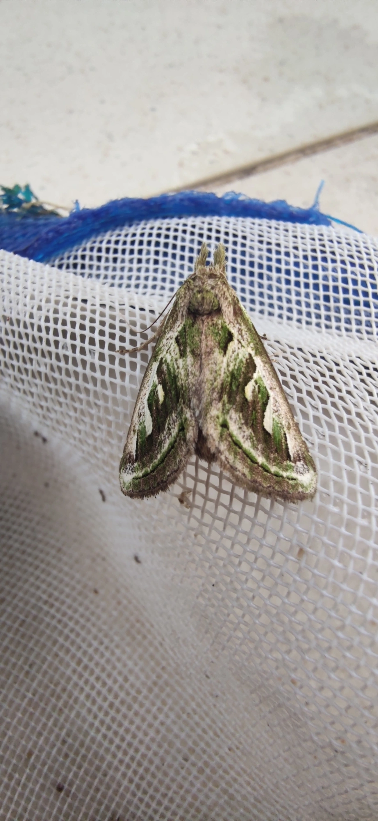 Nystaleinae, insetos, fotografado em Maresias, São Sebastião