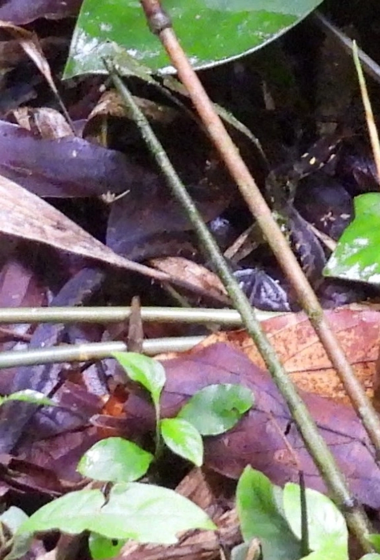 Echinanthera undulata, répteis, fotografado em Maresias, São Sebastião