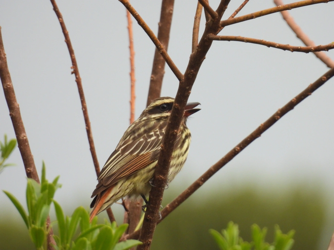 Bem-te-vi-rajado (Myiodynastes maculatus), aves, fotografado em Itamonte