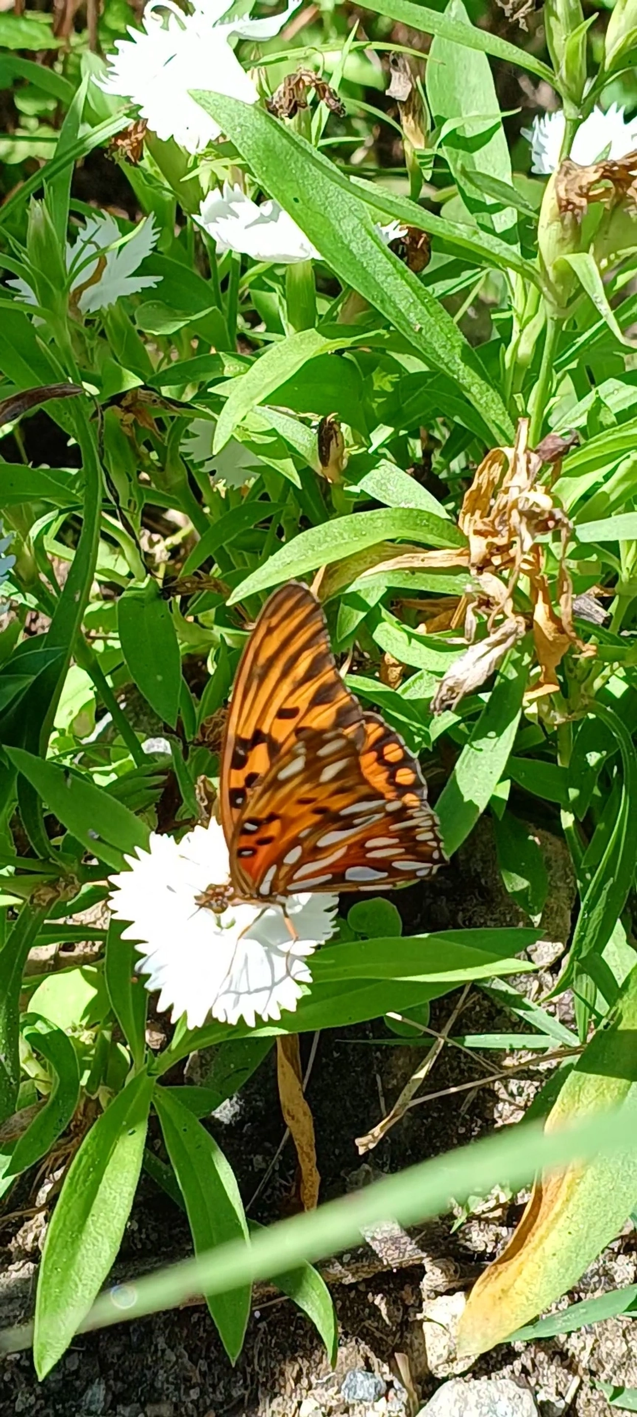 Borboleta-paixão (Dione vanillae), insetos, fotografado em Maresias, São Sebastião