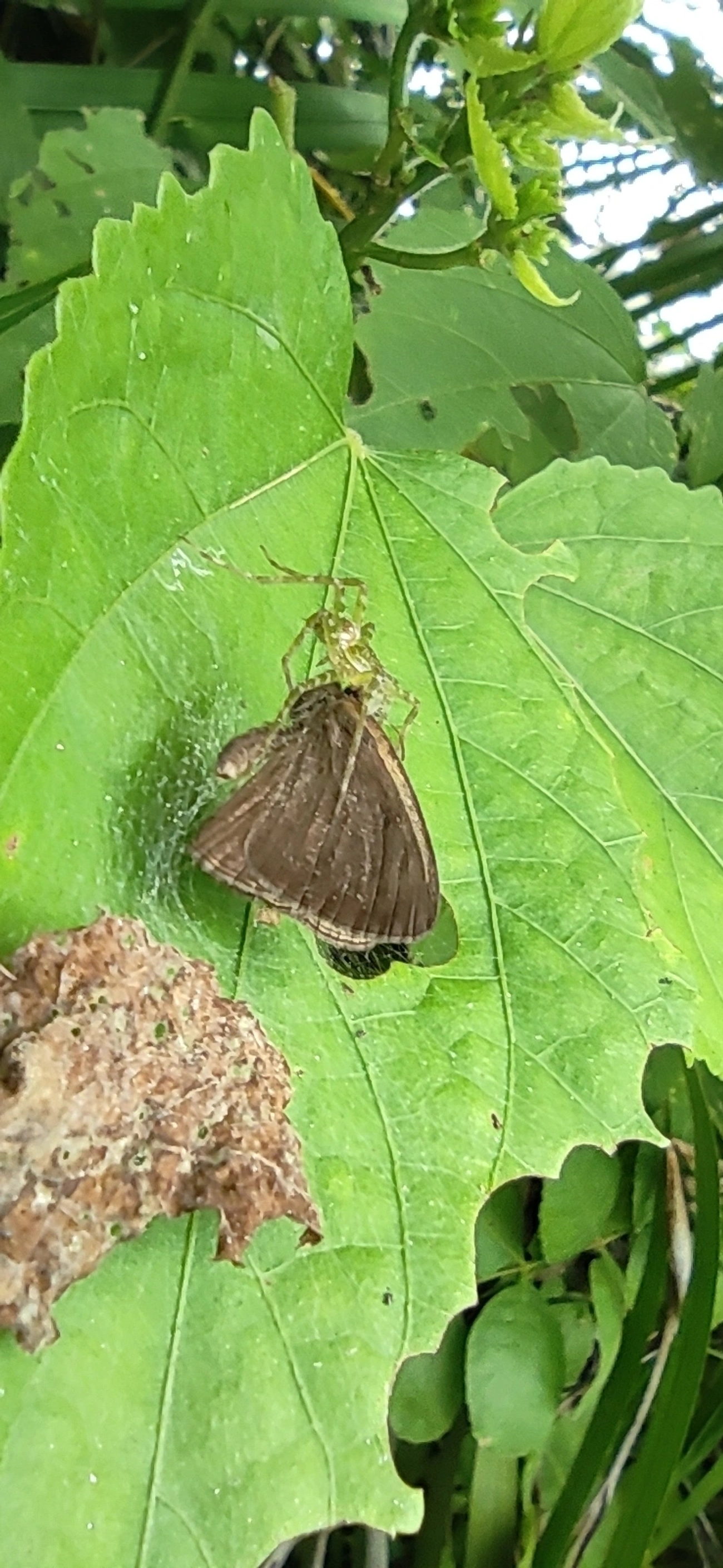 Satirinho-de-Hermes (Hermeuptychia hermes), insetos, fotografado em Maresias, São Sebastião
