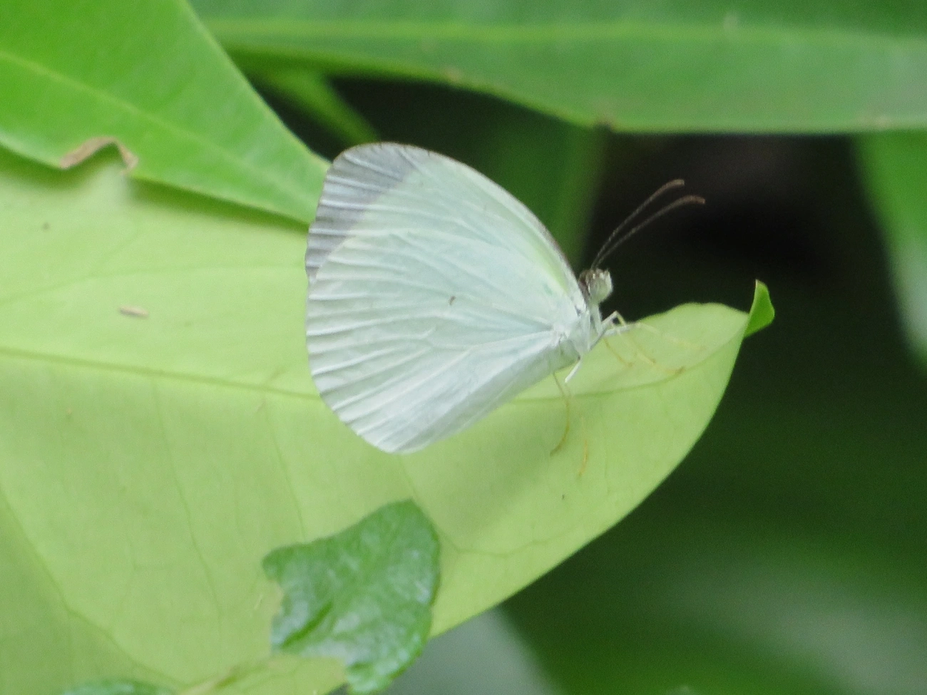 Borboleta-fantasma-amarela (Eurema albula), insetos, fotografado em Maresias, São Sebastião