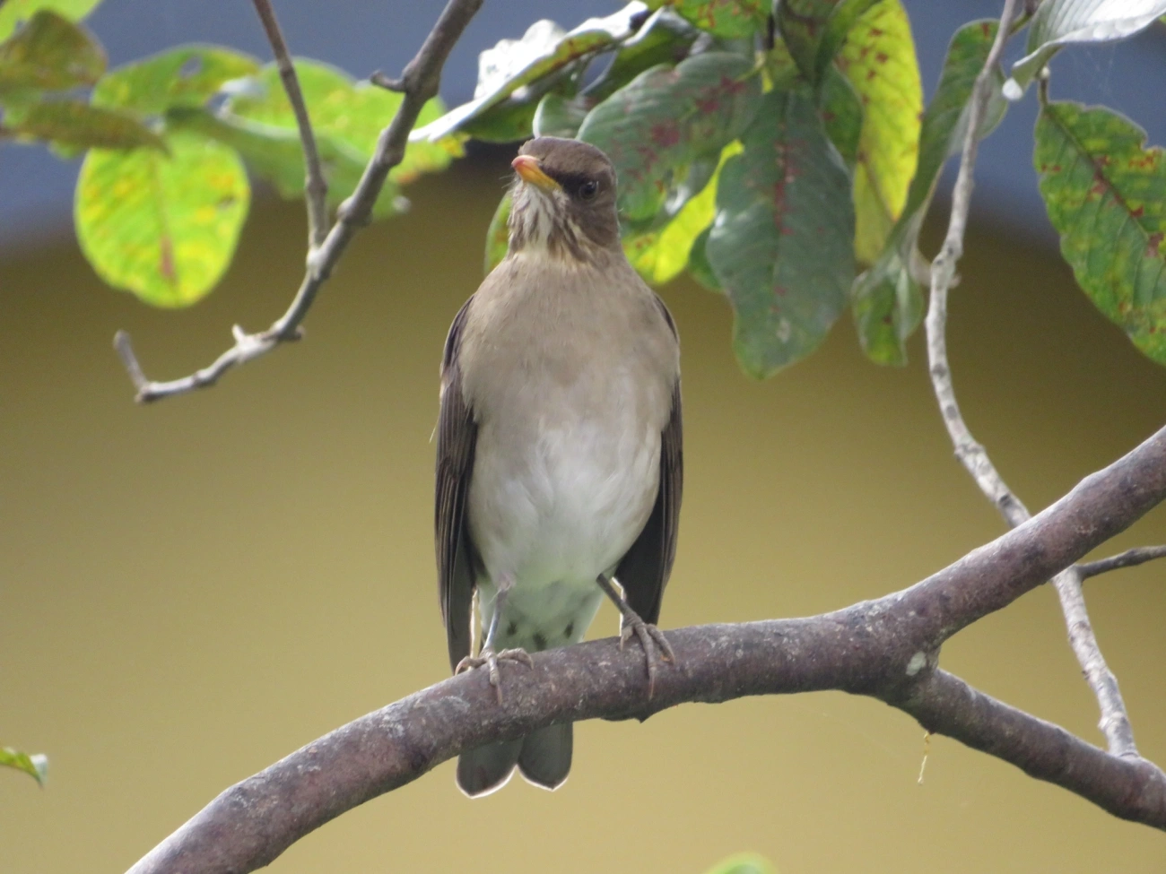 Sabiá-poca (Turdus amaurochalinus), aves, fotografado em Maresias, São Sebastião