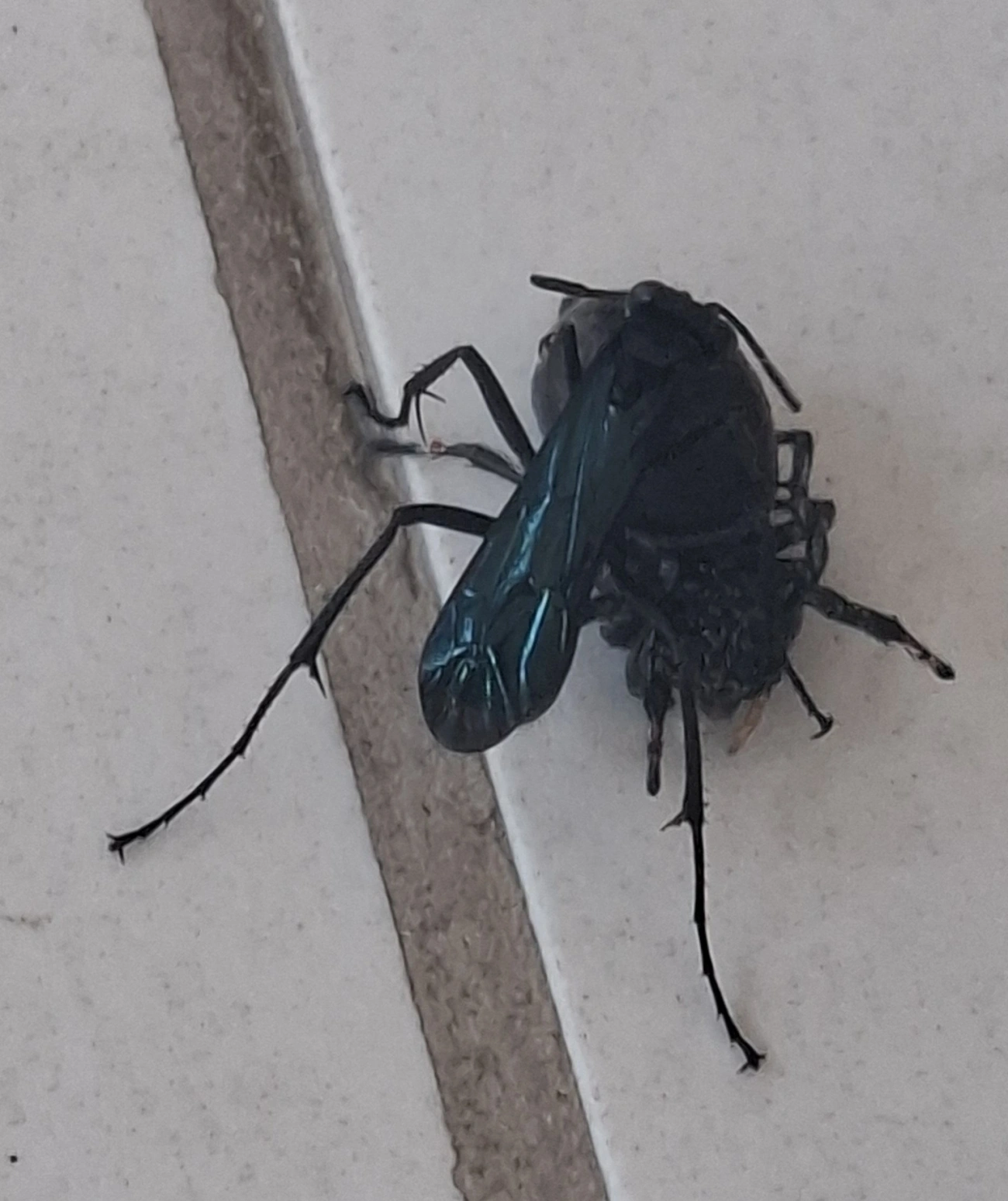 Pompilinae, insetos, fotografado em Maresias, São Sebastião