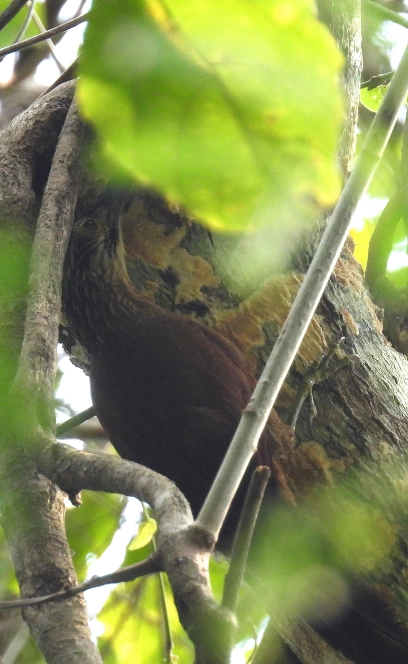 Arapaçu-de-garganta-branca (Xiphocolaptes albicollis), aves, fotografado em Maresias, São Sebastião