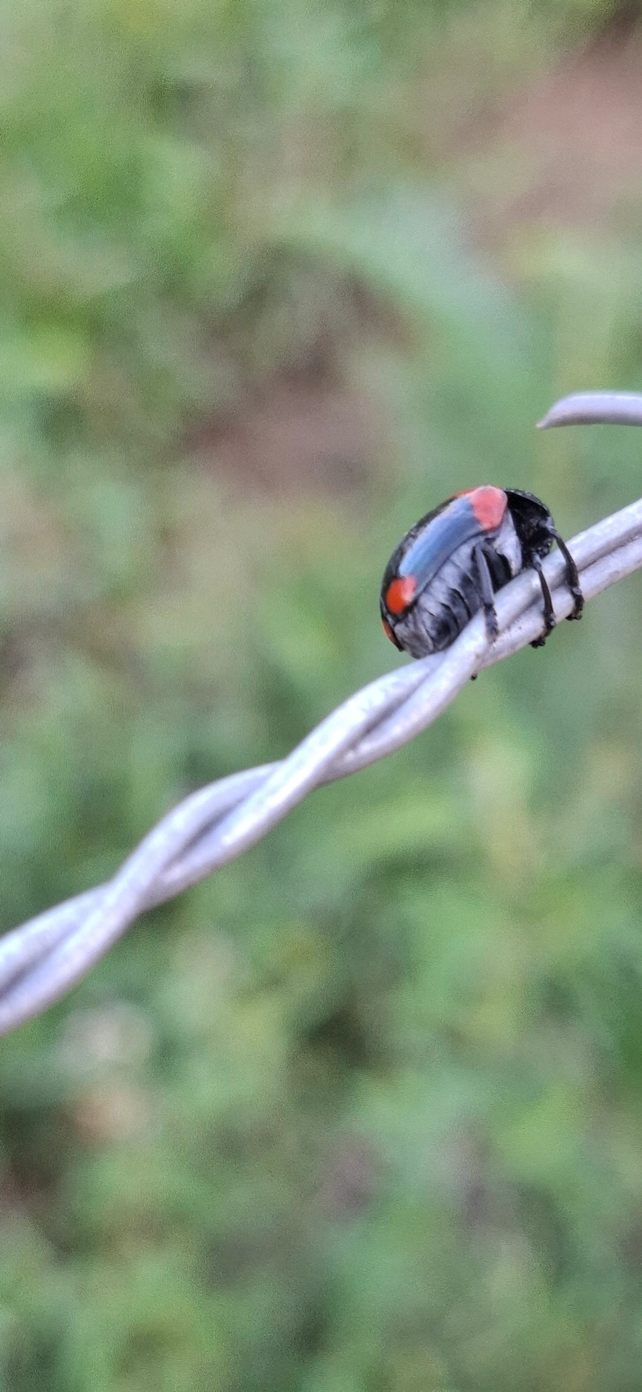 Urodera, insetos, fotografado em Queluz