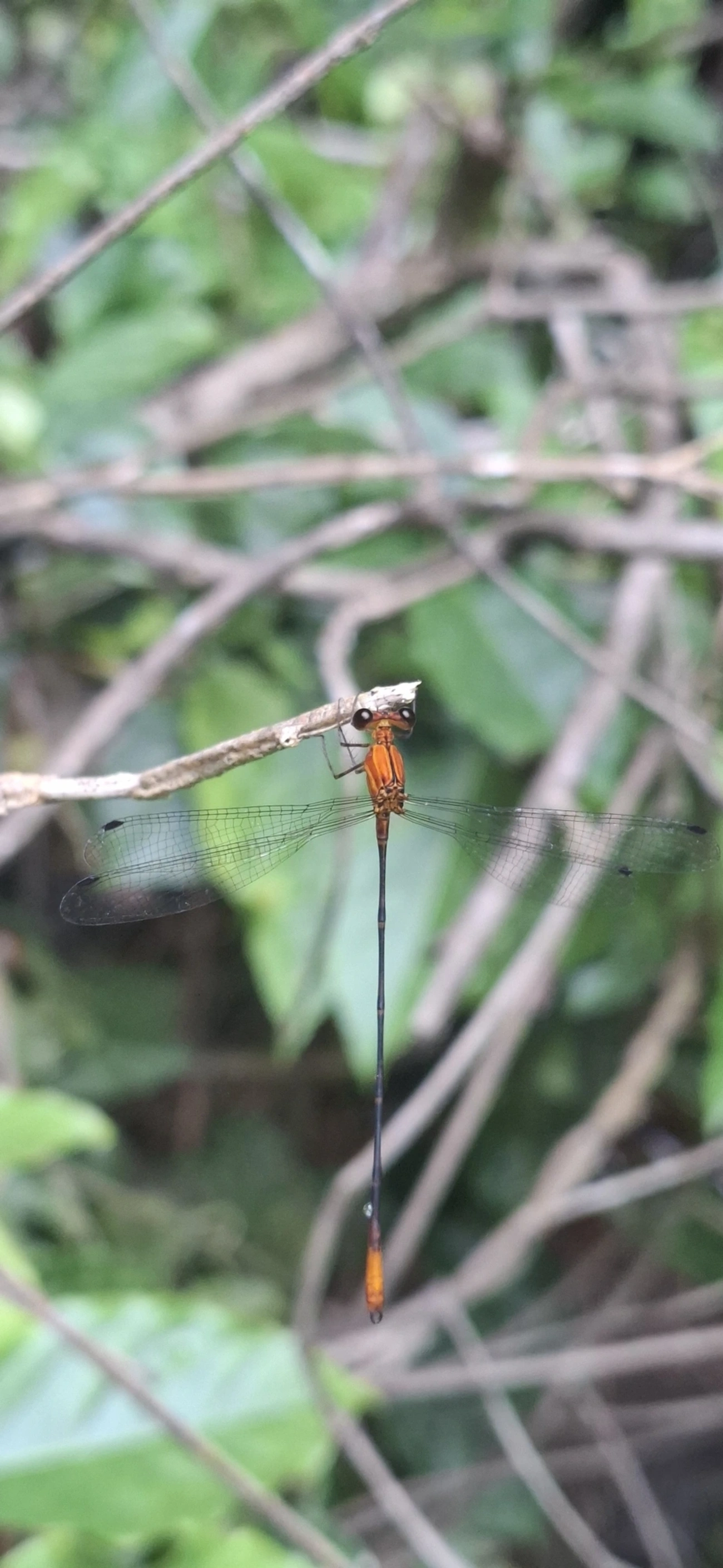 Heteragrion, insetos, fotografado em Maresias, São Sebastião