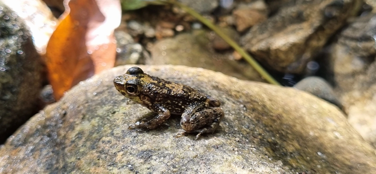Rã-de-corredeira (Hylodes asper), anfíbios, fotografado em Maresias, São Sebastião